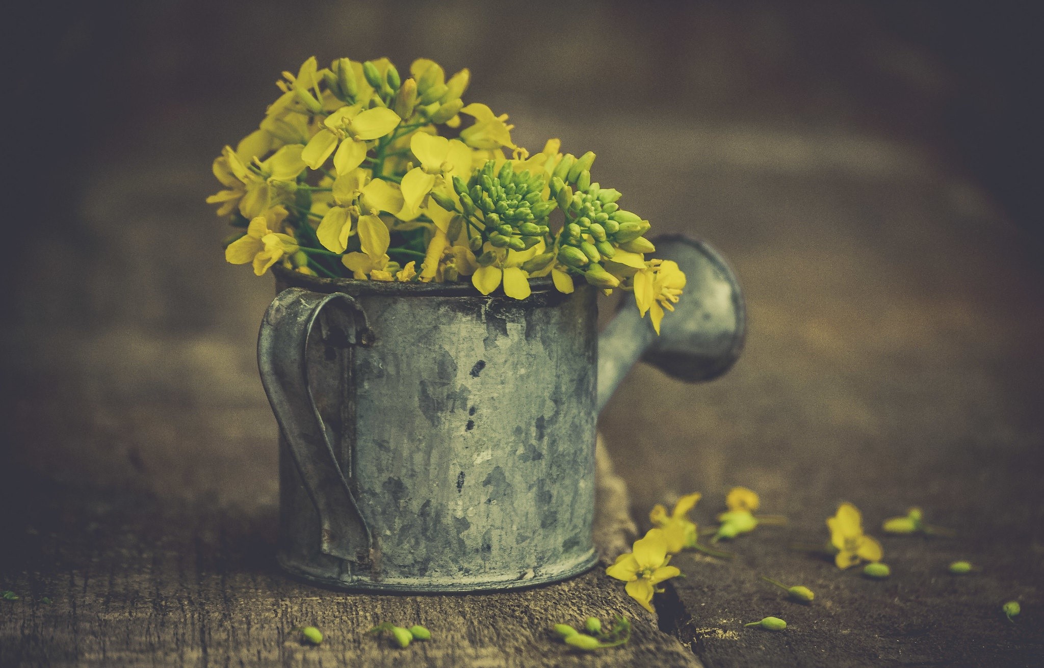 Yellow flowers in a watering can on wood HD Wallpaper