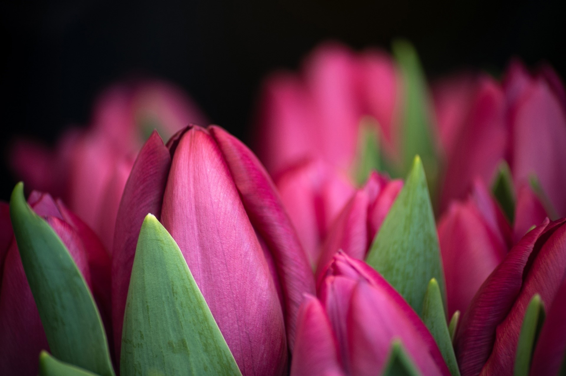 Close-up of pink tulips with green leaves HD Wallpaper