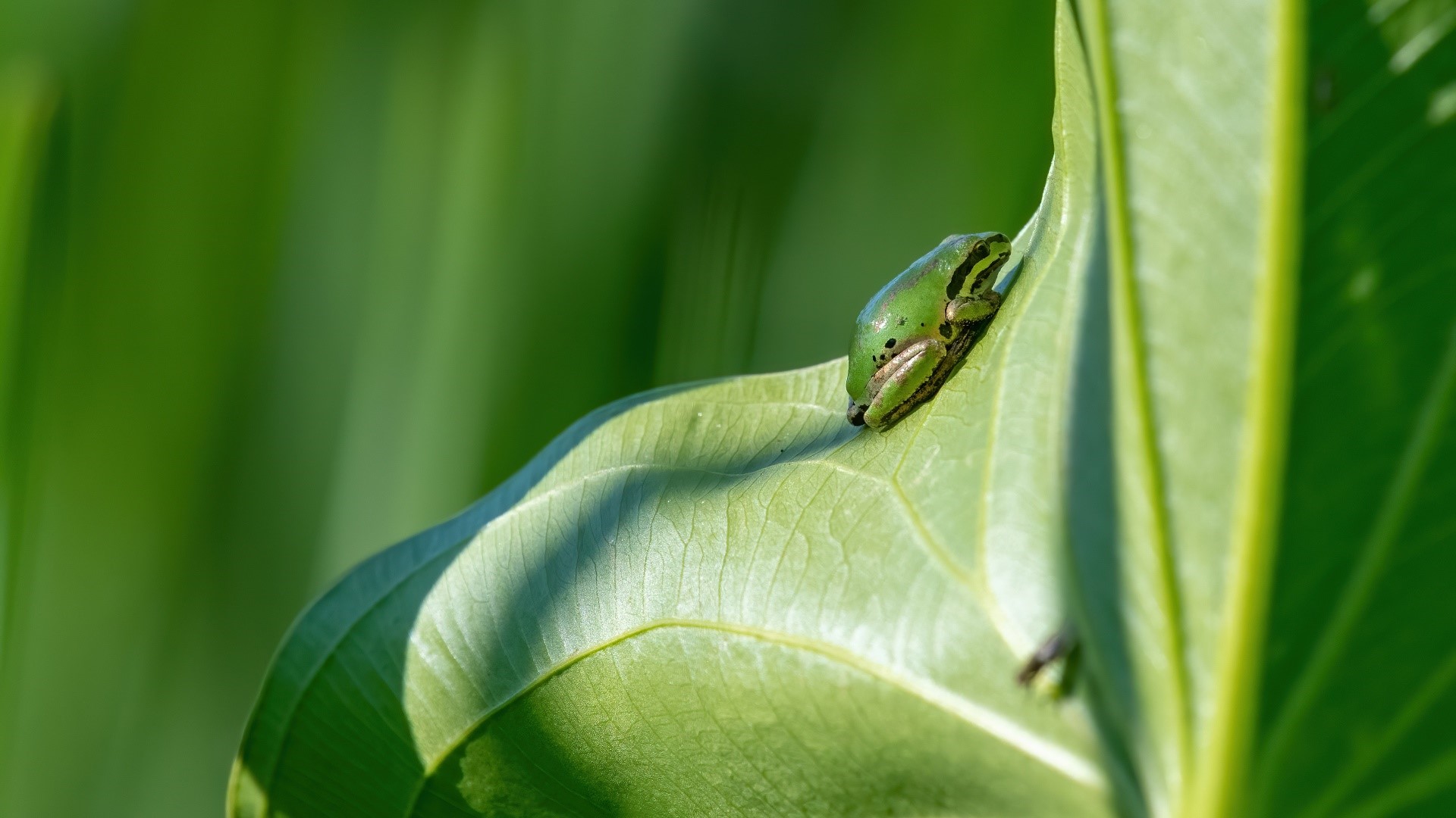 Green frog resting on a large green leaf HD Wallpaper