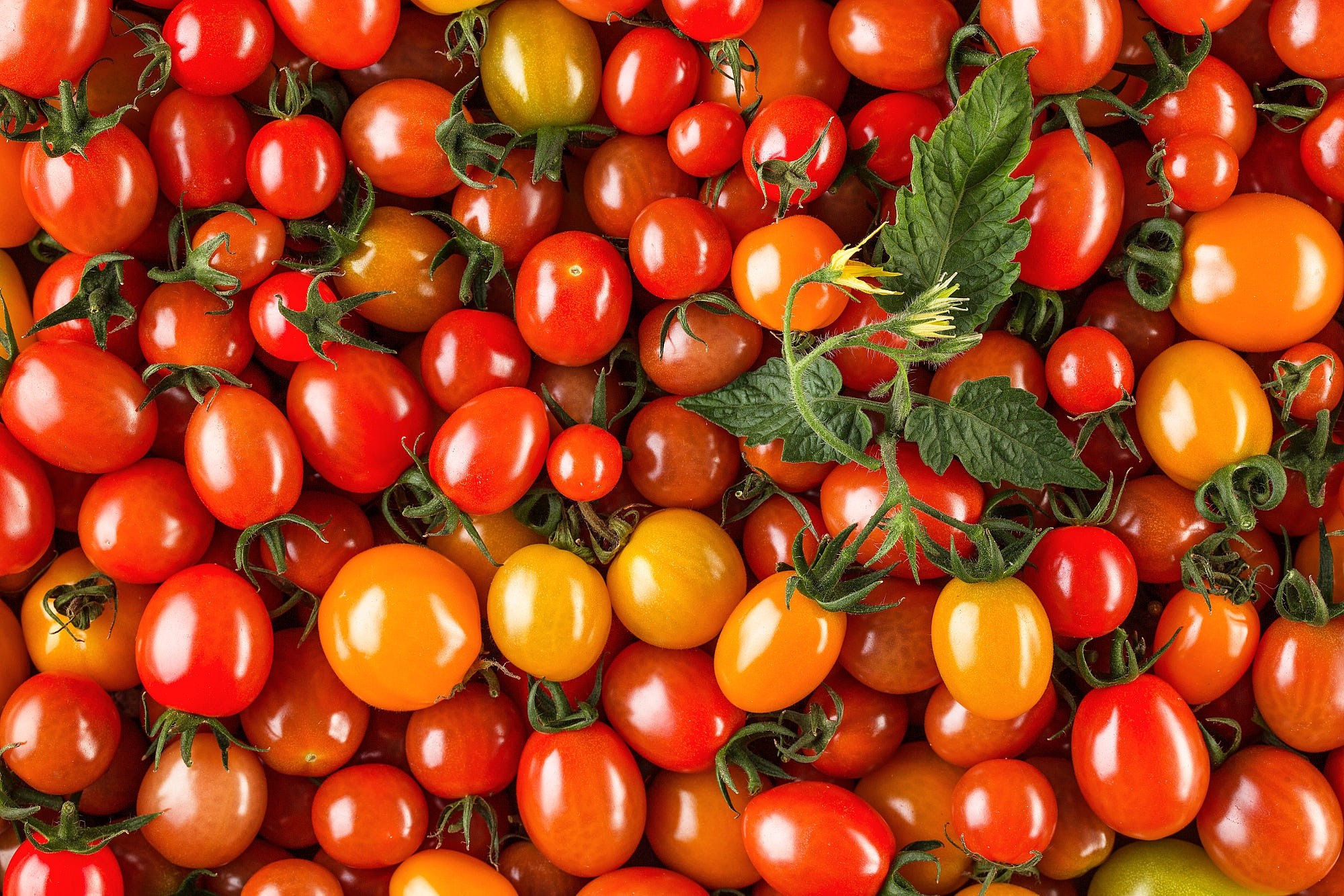 A pile of ripe cherry tomatoes with leaves HD Wallpaper