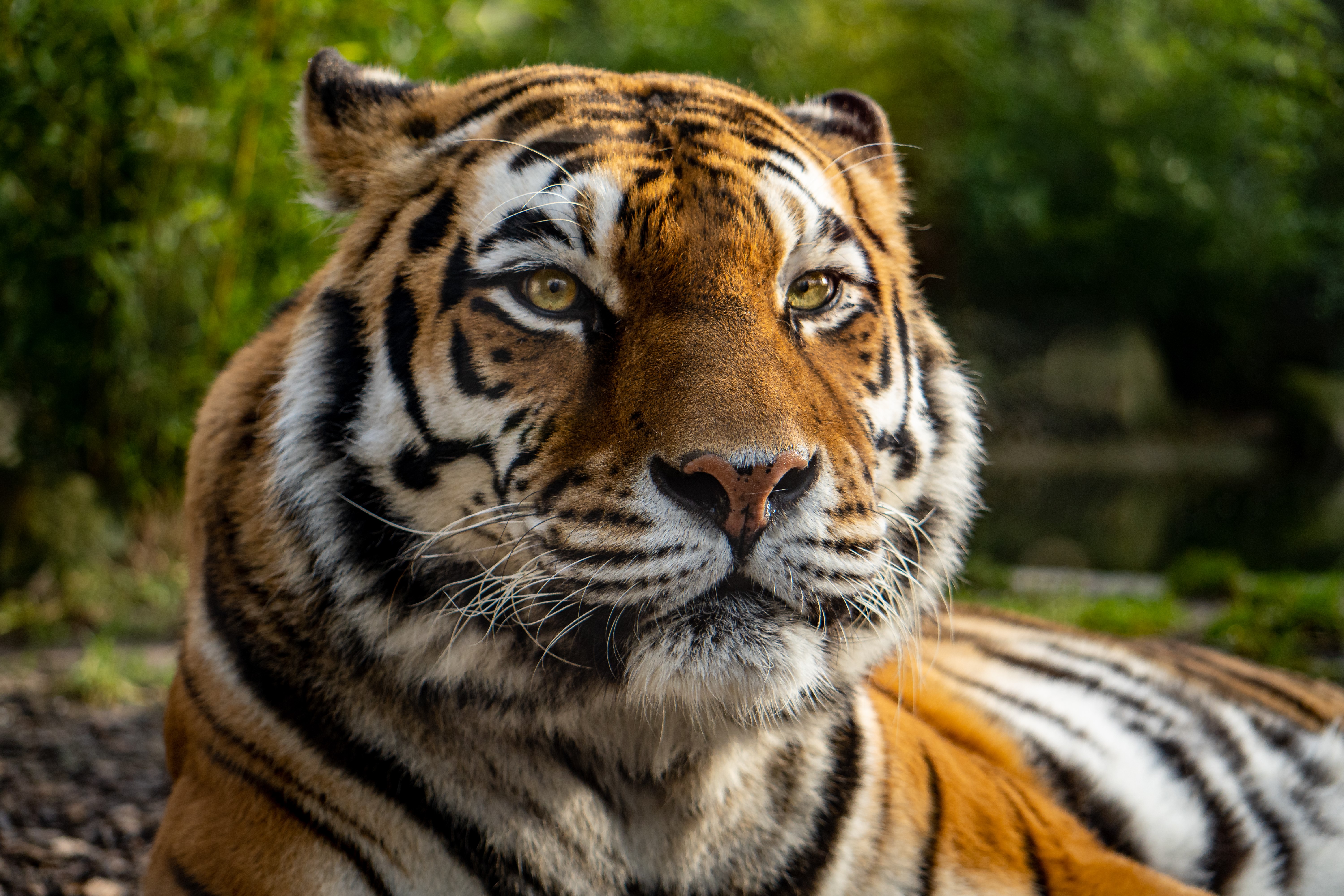 4K Tiger in Wildlife HD Wallpaper