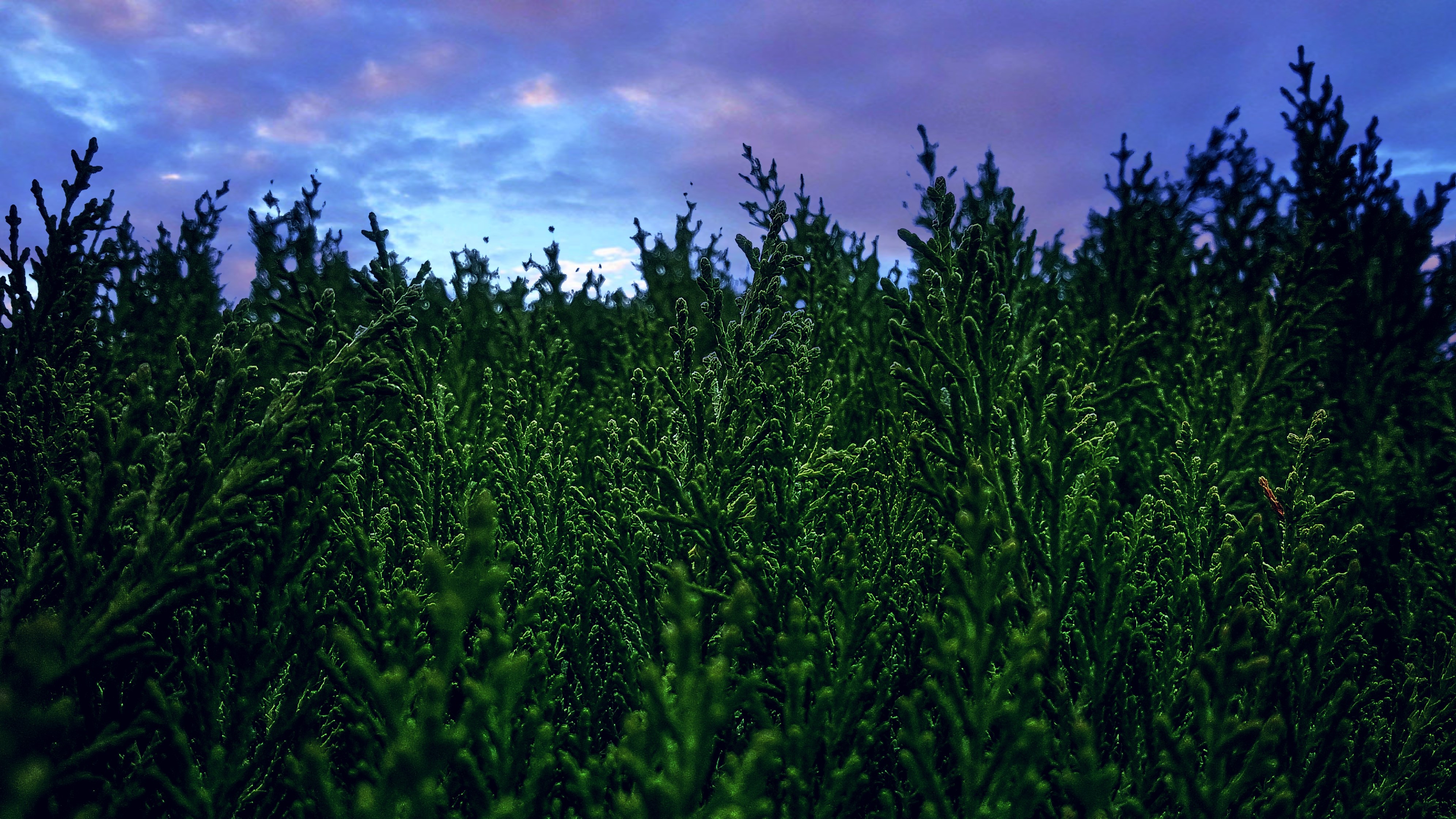 Green plants against a purple and blue sky HD Wallpaper