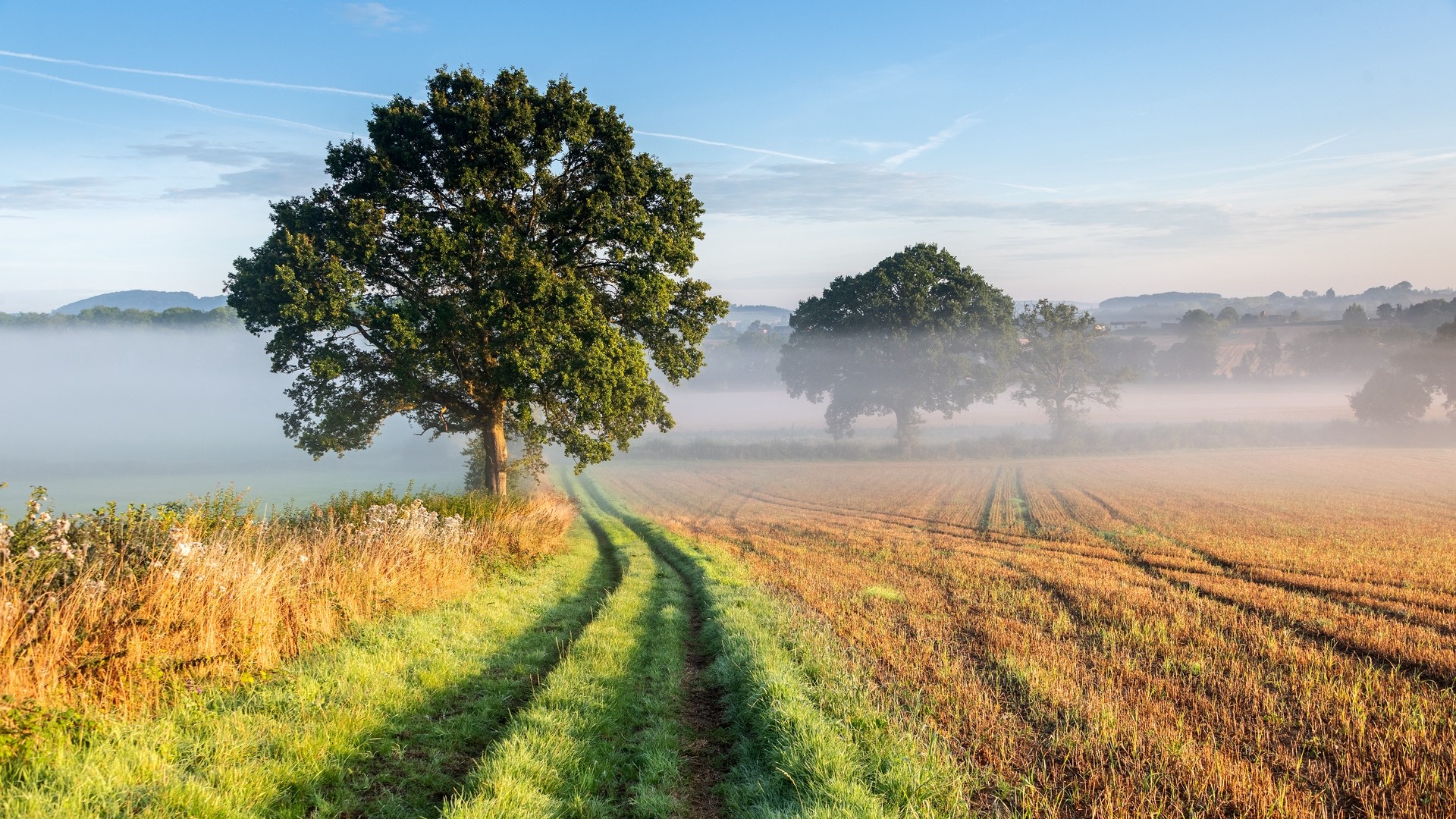 Misty morning landscape with trees and a dirt path HD Wallpaper
