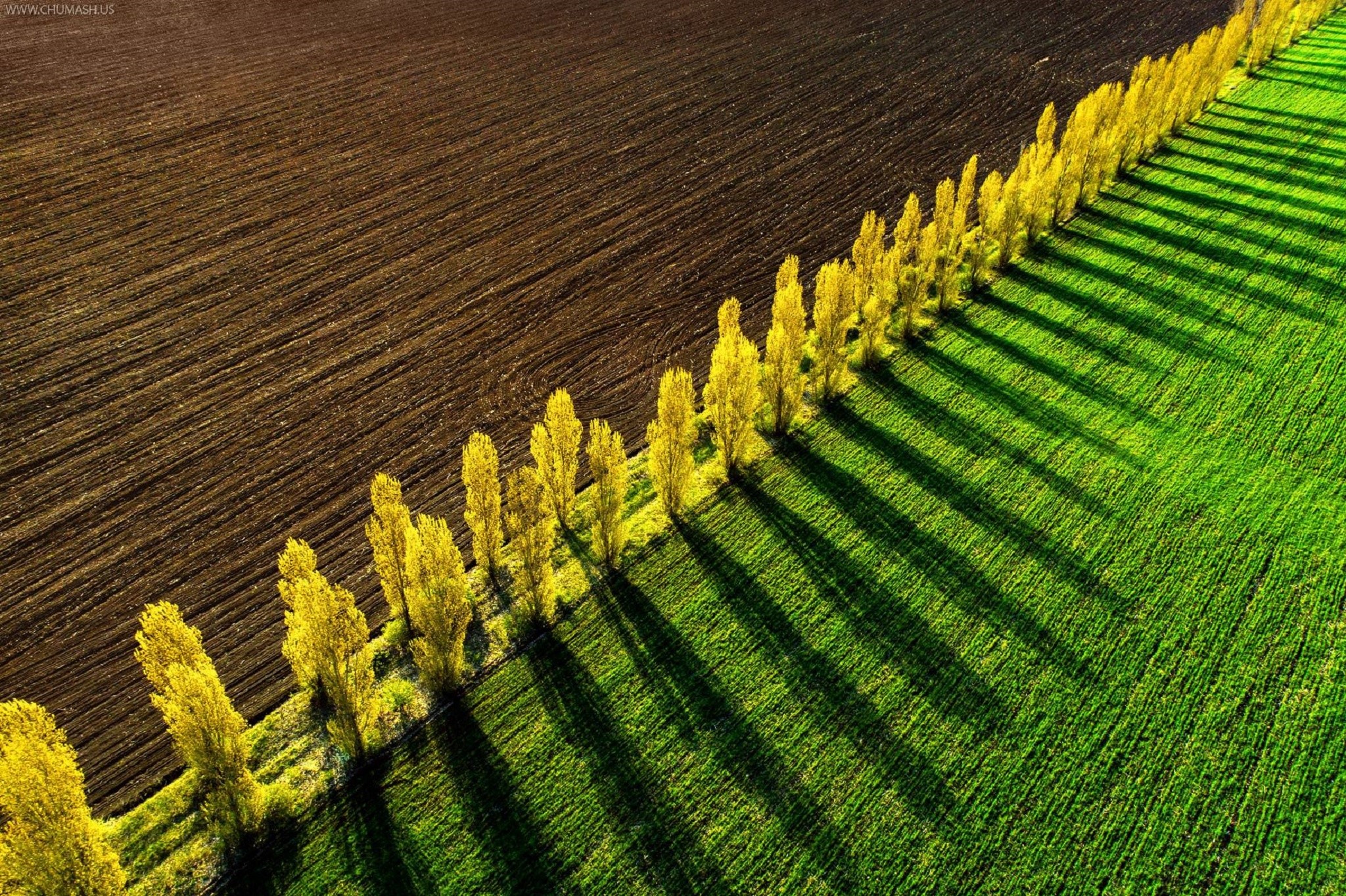 Aerial view of a tree line separating fields HD Wallpaper