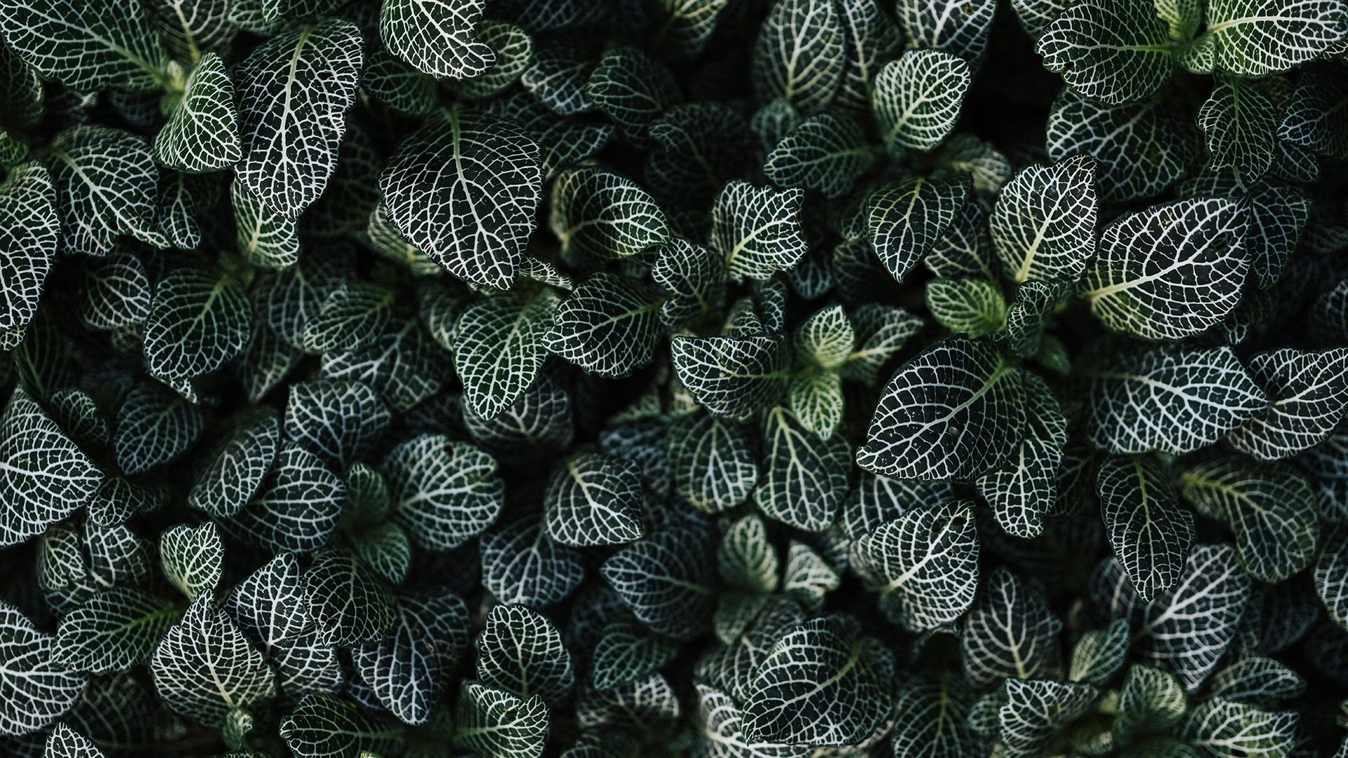 Close-up of dark green leaves with white veins HD Wallpaper