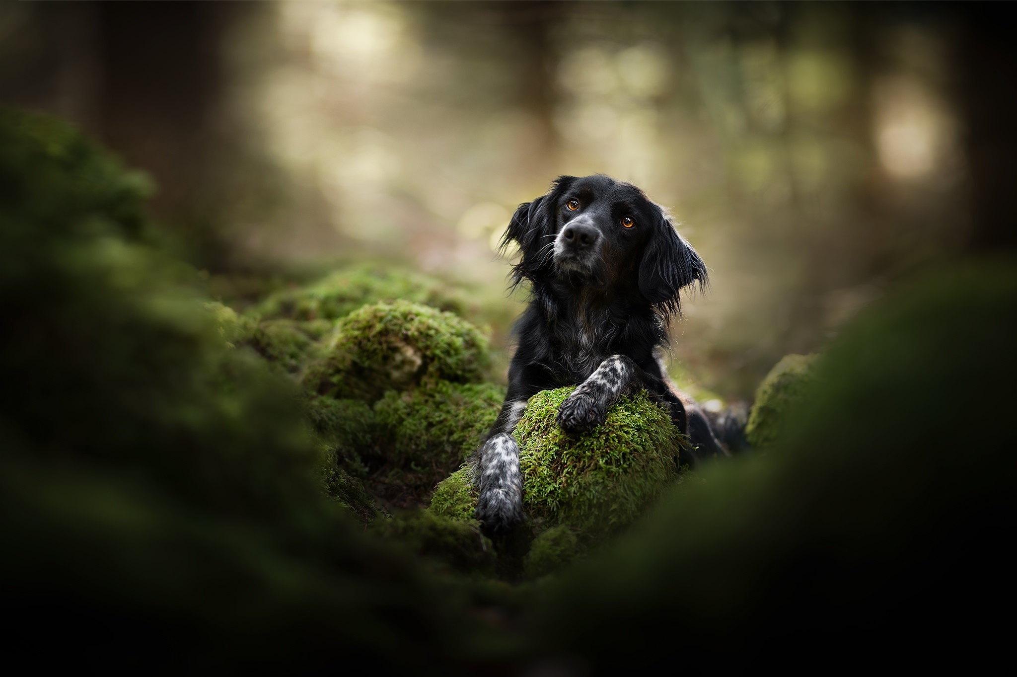 Black dog resting on mossy rocks in a forest HD Wallpaper