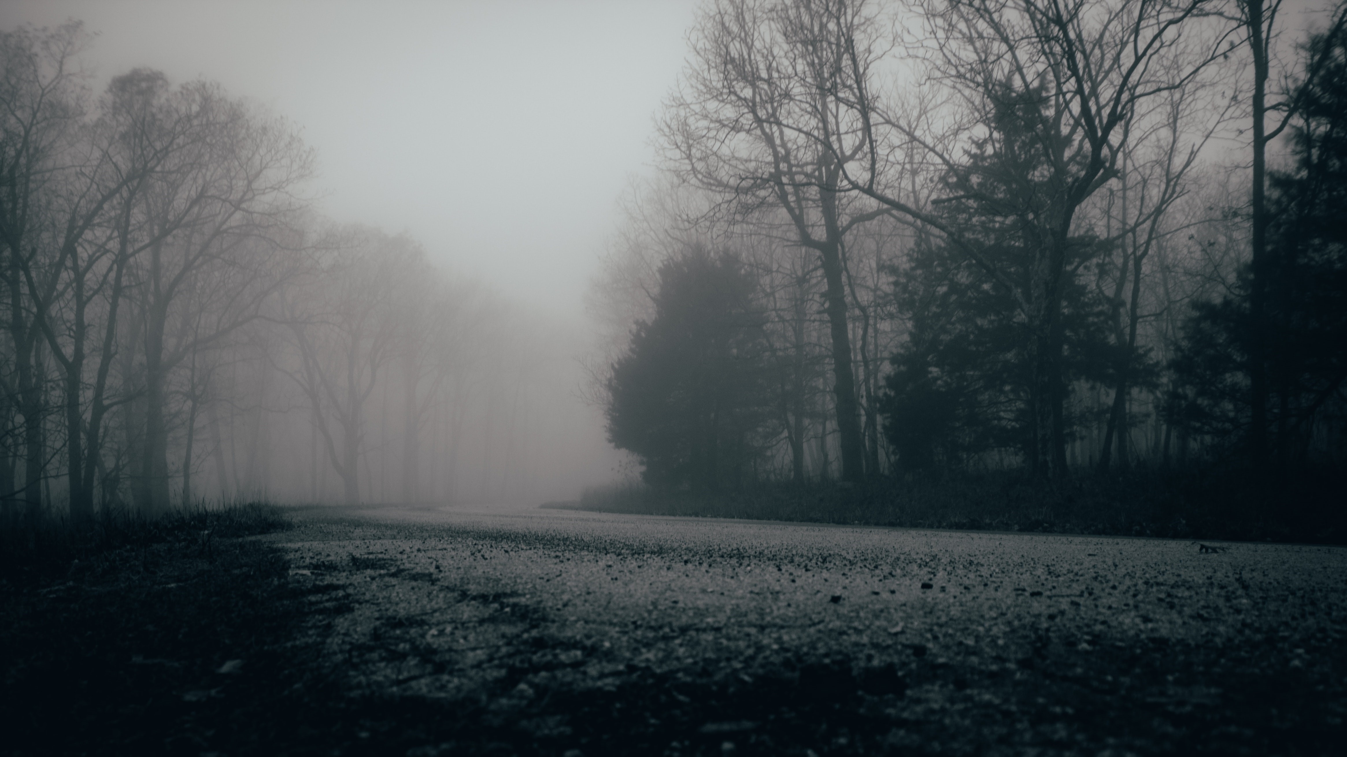 4K misty forest road HD Wallpaper