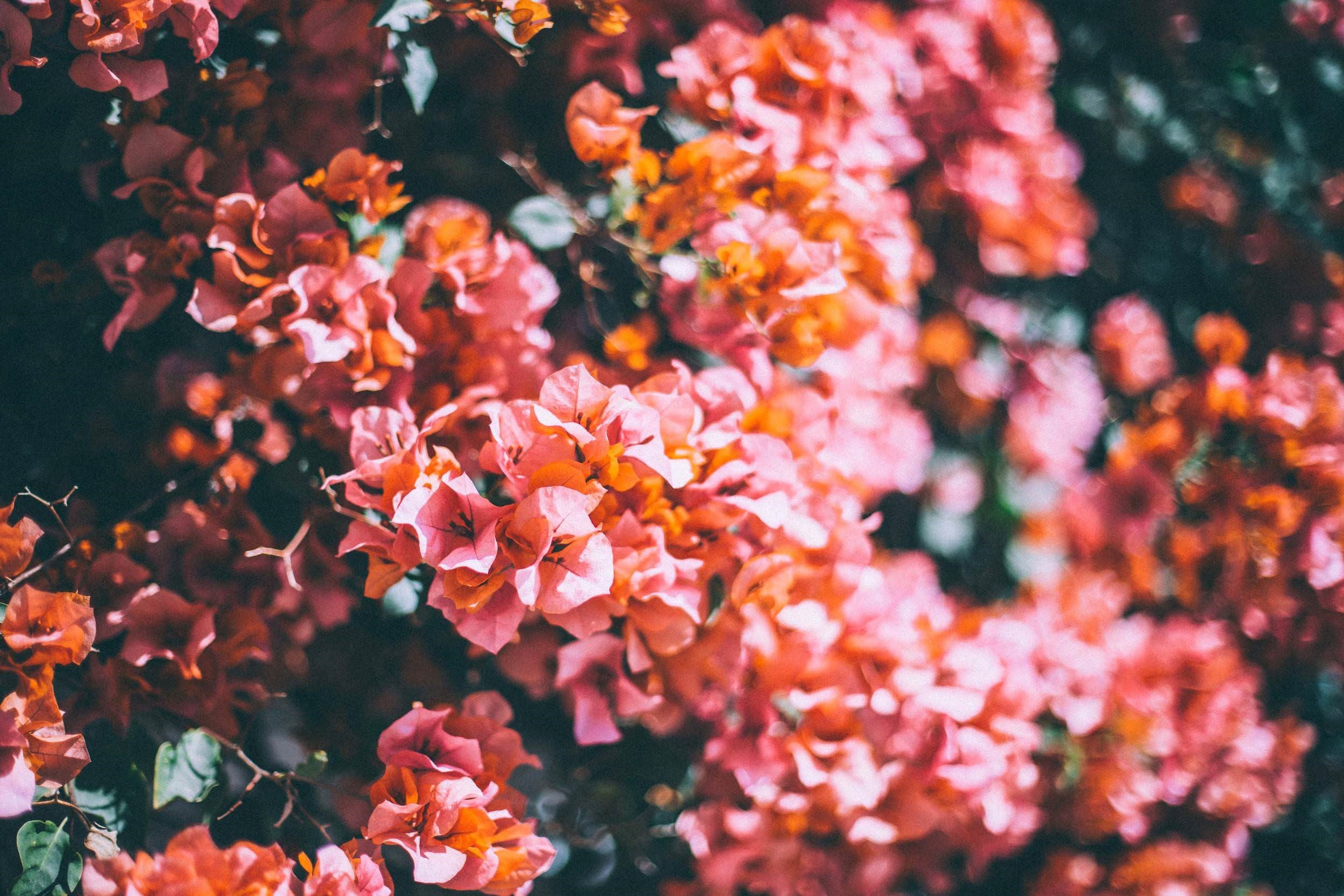 Pink and orange bougainvillea flowers HD Wallpaper