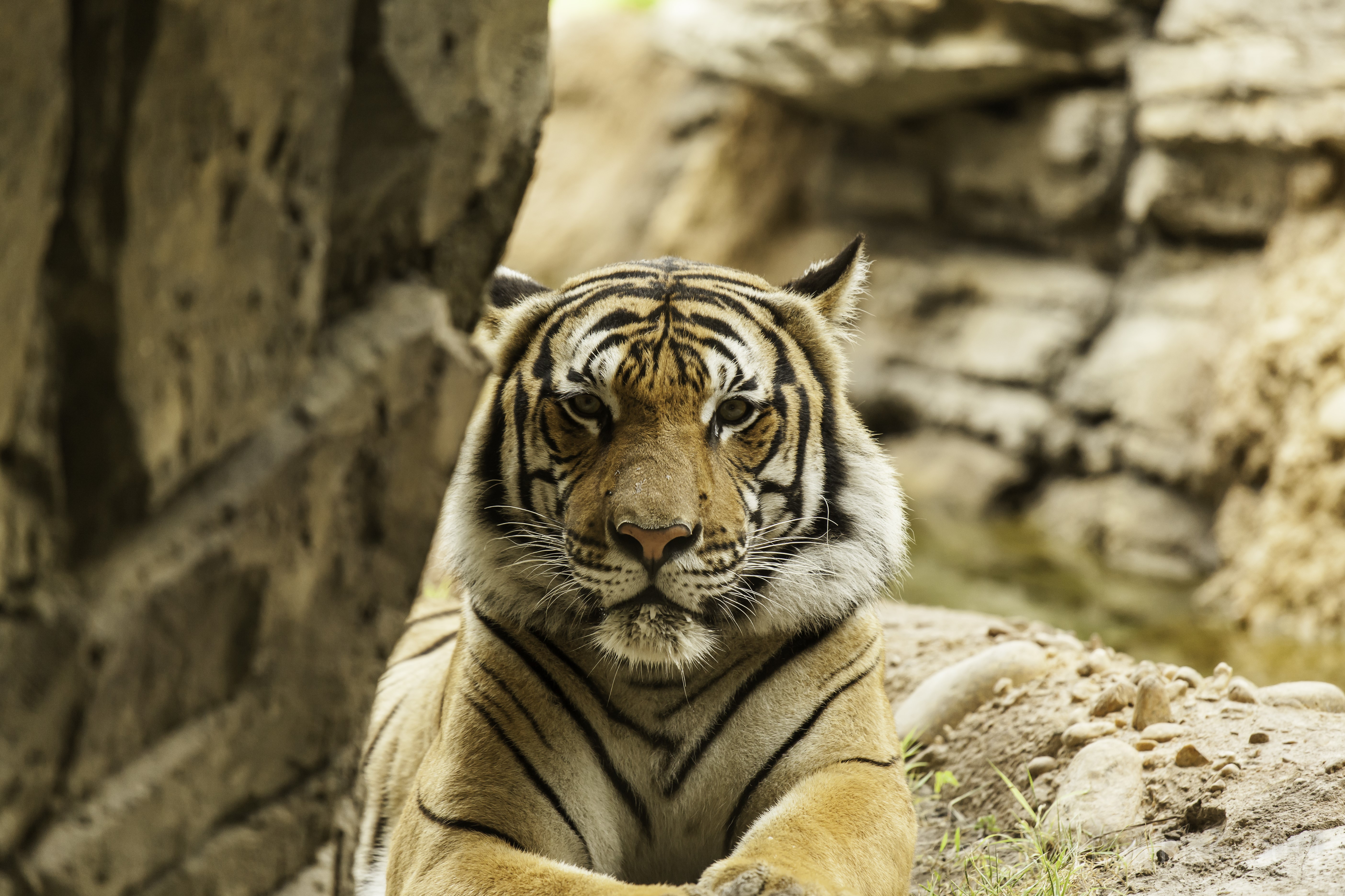 Tiger in a rocky enclosure HD Wallpaper