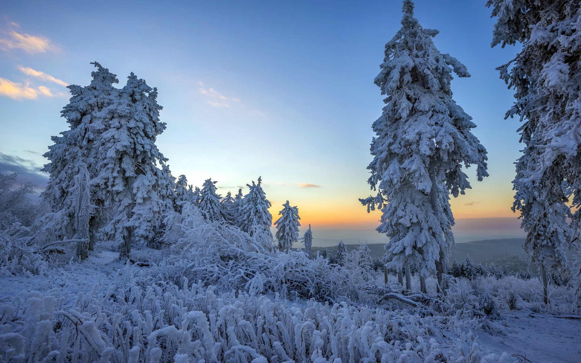 Snow-covered trees at sunrise HD Wallpaper