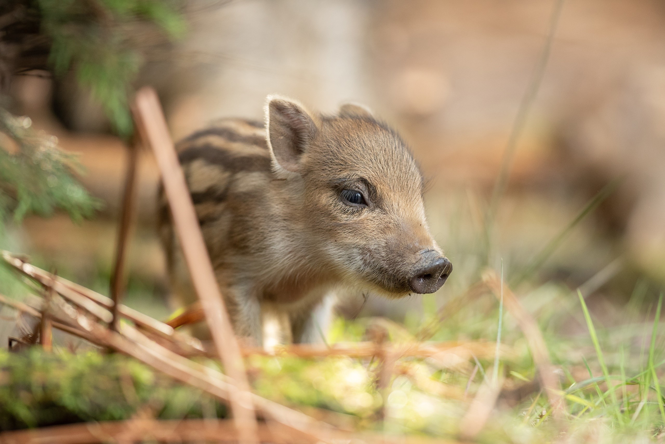 Baby wild boar piglet in forest HD Wallpaper