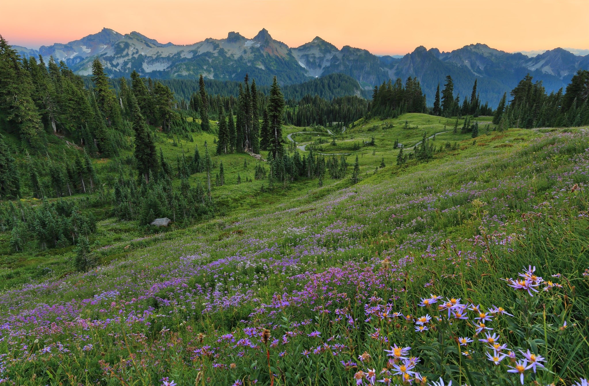 Wildflowers on a mountain meadow with pine trees and peaks HD Wallpaper