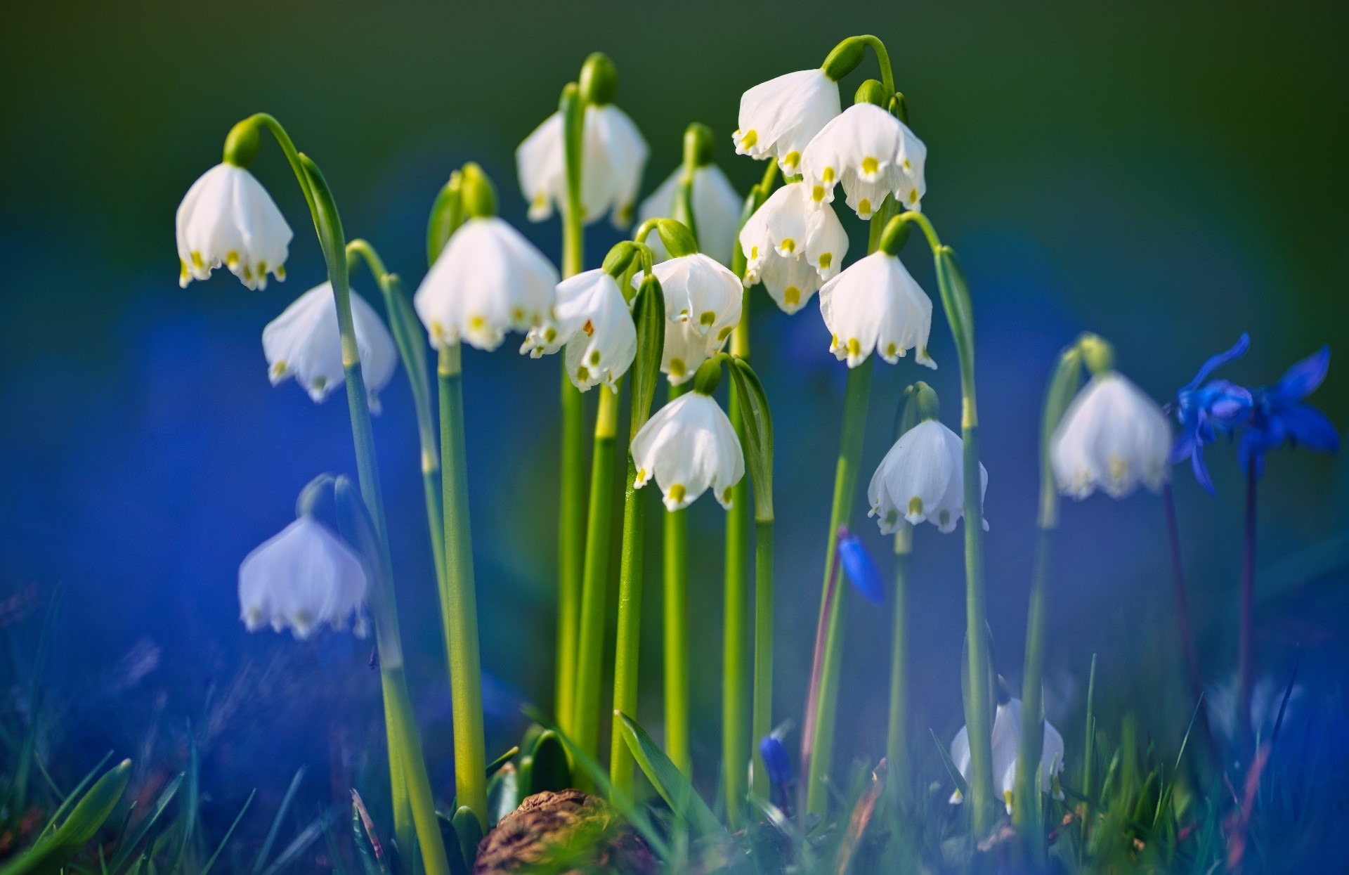 White Leucojum aestivum flowers with blue flowers HD Wallpaper