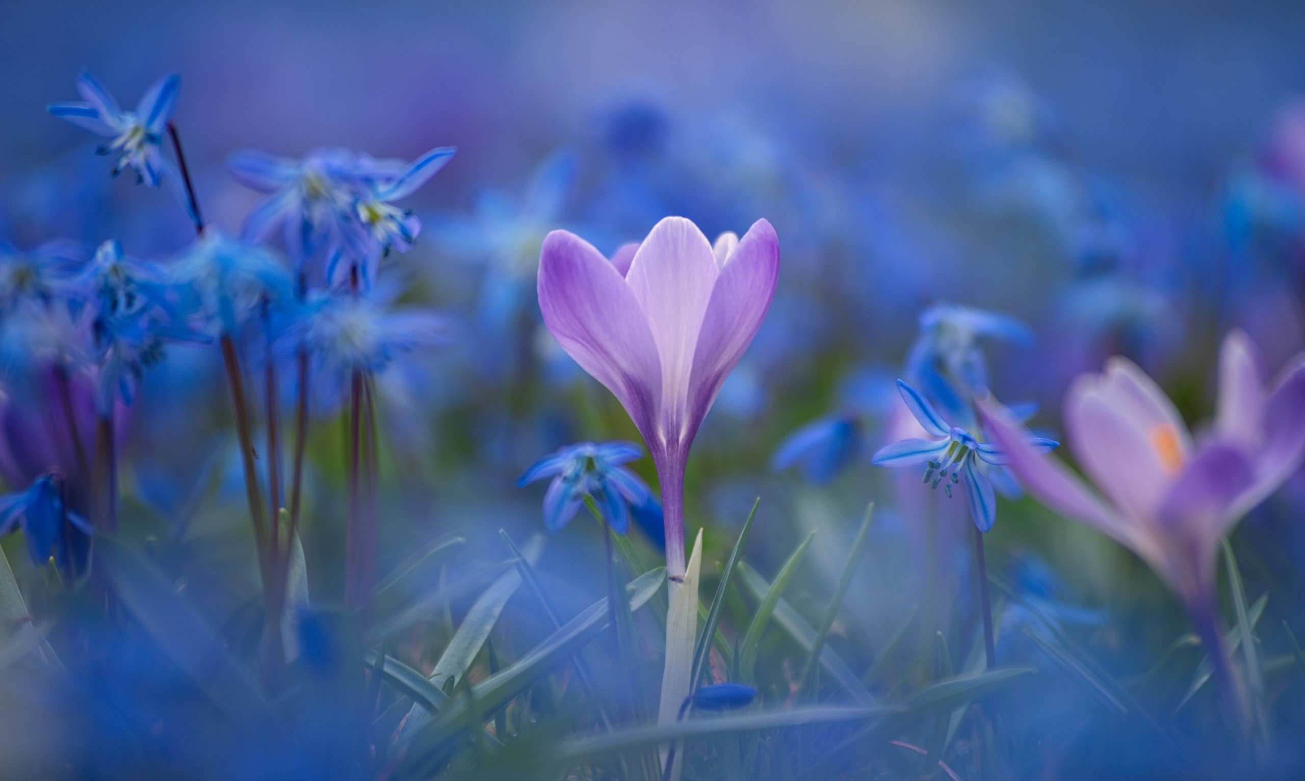 Purple crocus flower among blue scilla flowers HD Wallpaper