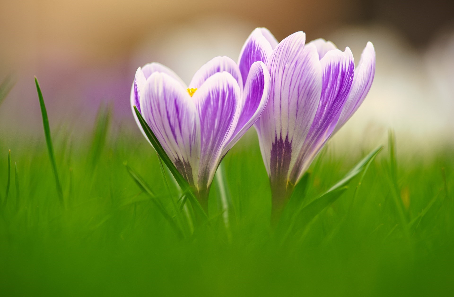 Two purple and white crocuses in green grass HD Wallpaper