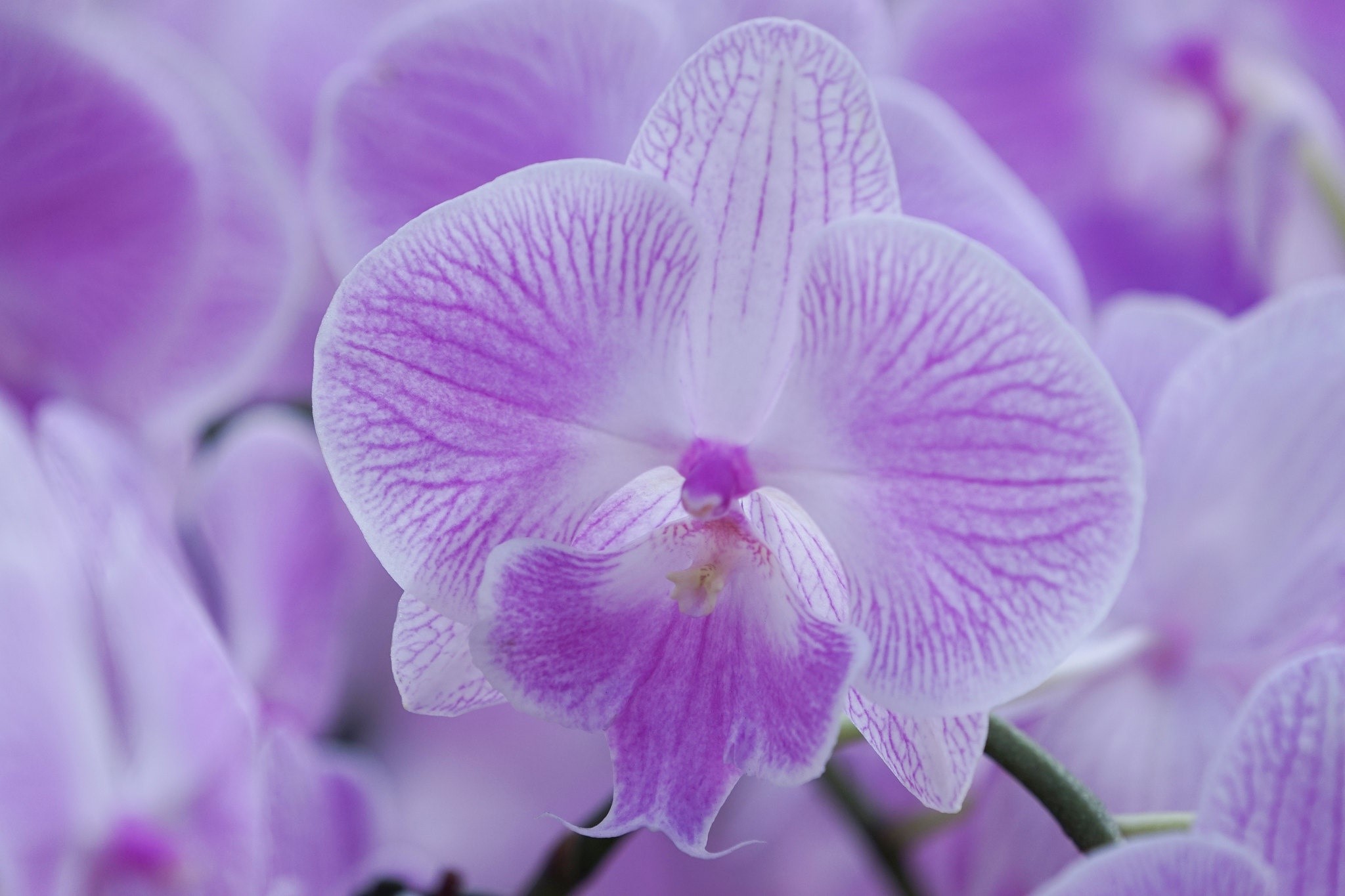 Close-up of a purple and white orchid flower HD Wallpaper