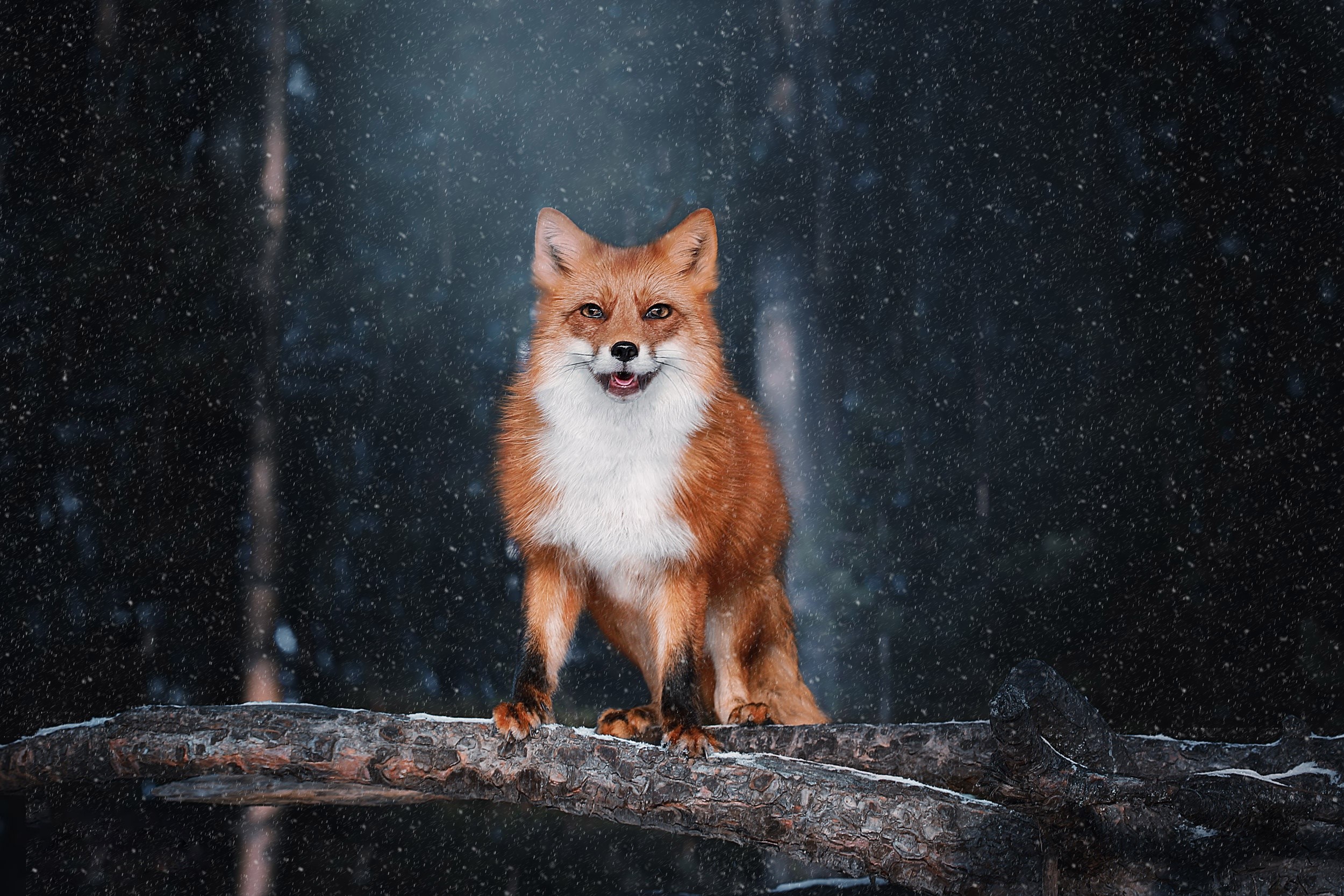 Red fox sitting on a log in the snow HD Wallpaper