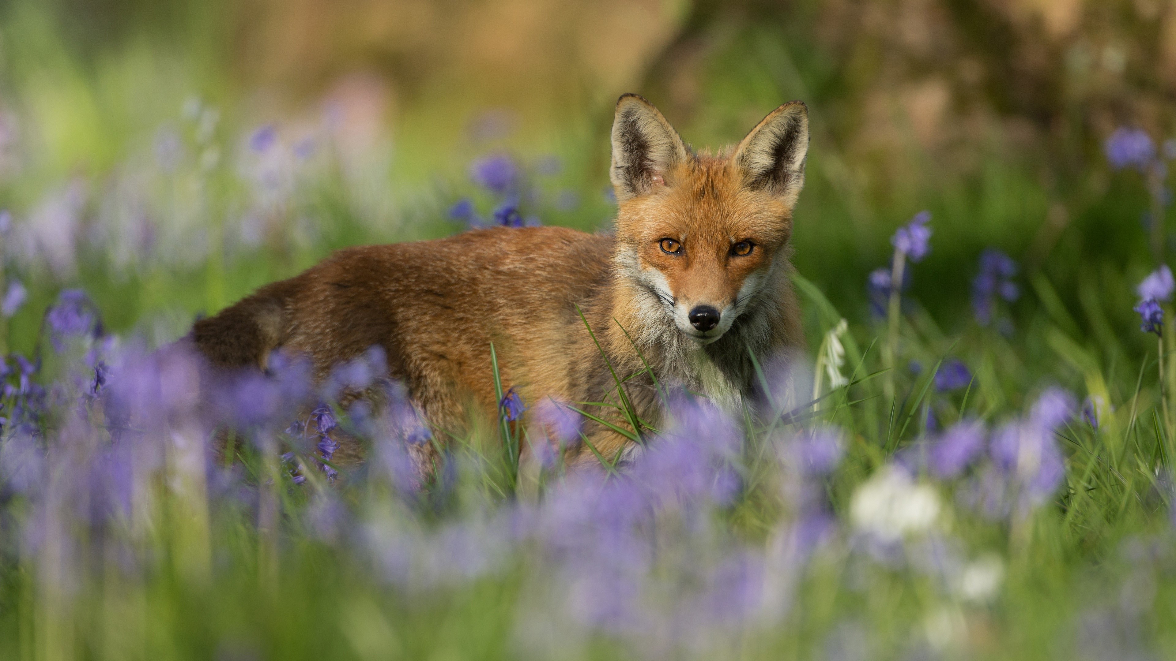 Red fox in a field of bluebells HD Wallpaper