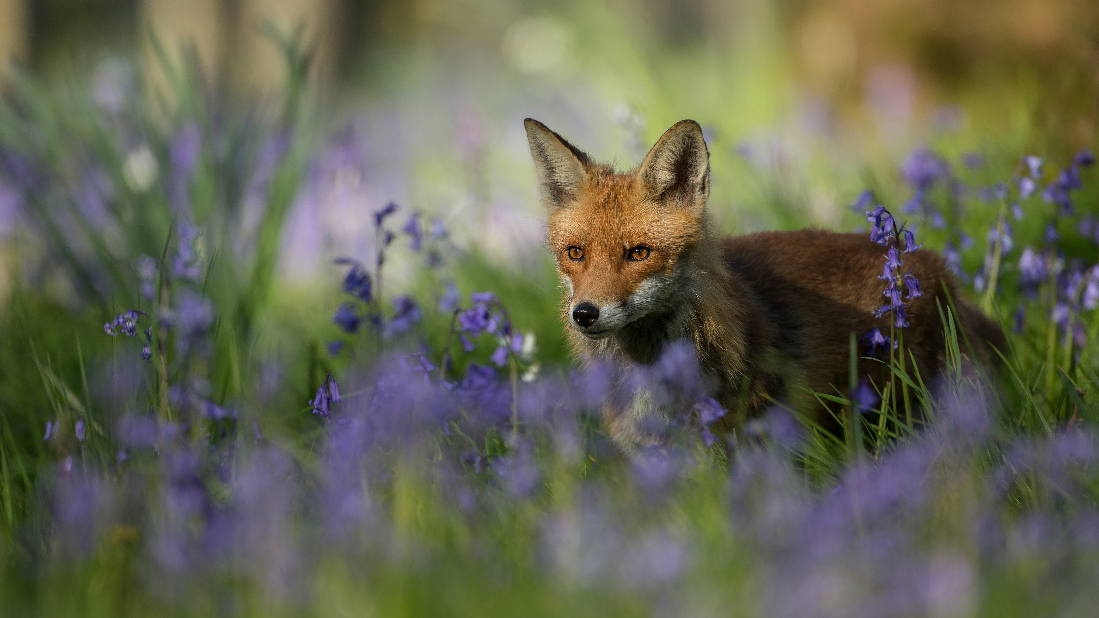 Fox in a field of bluebells HD Wallpaper