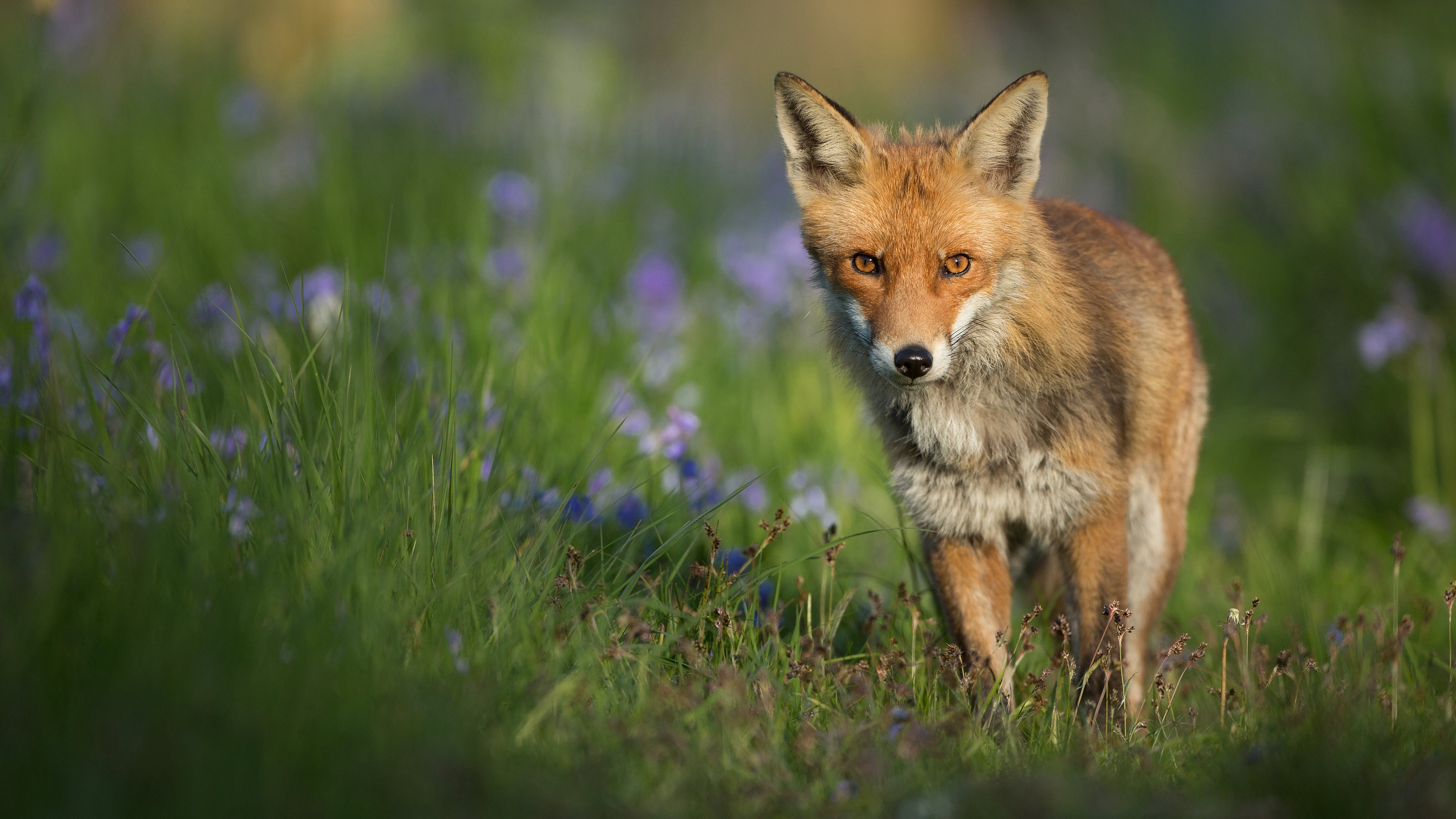 Red fox in a field of blue flowers HD Wallpaper