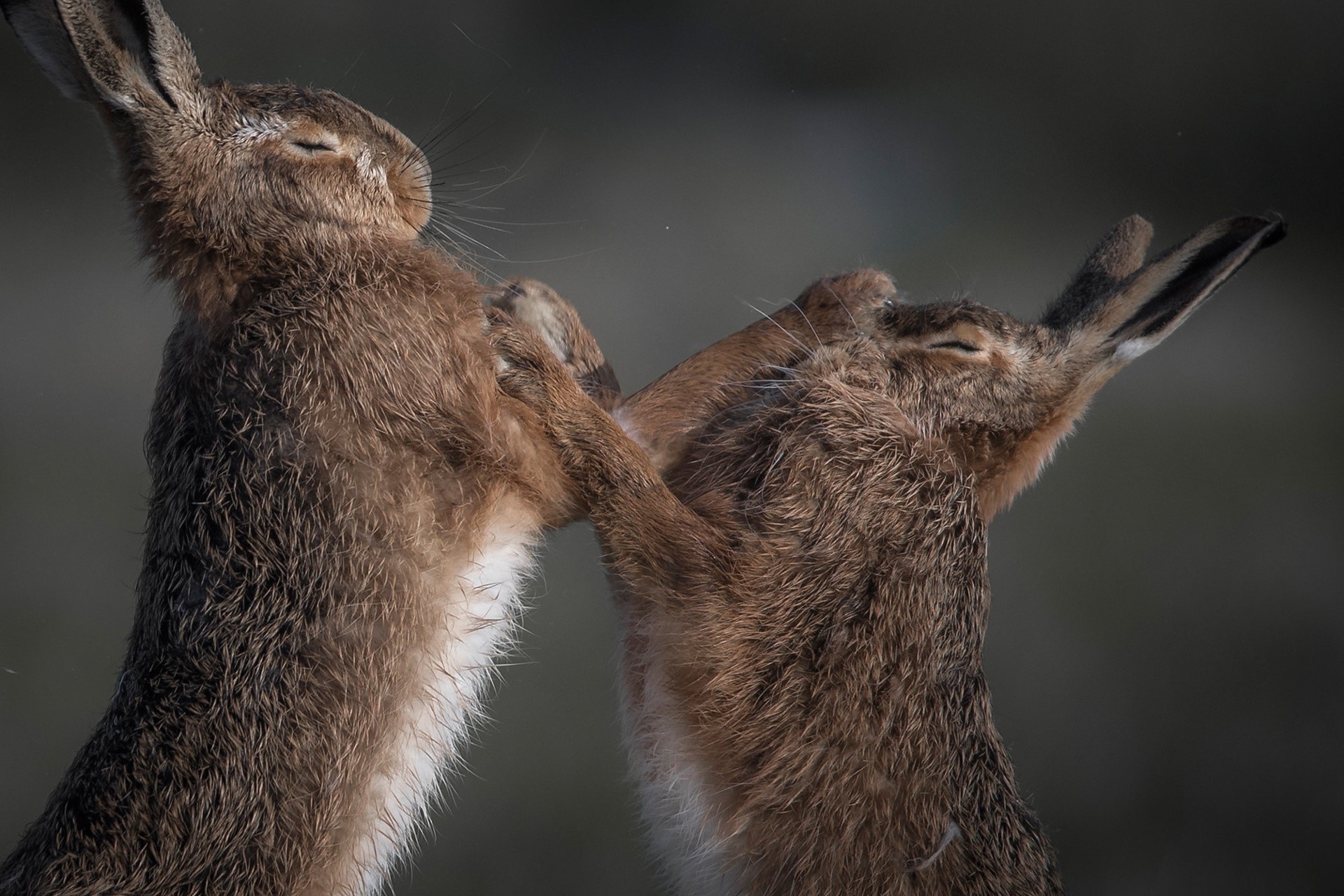 Two hares boxing with their front paws HD Wallpaper
