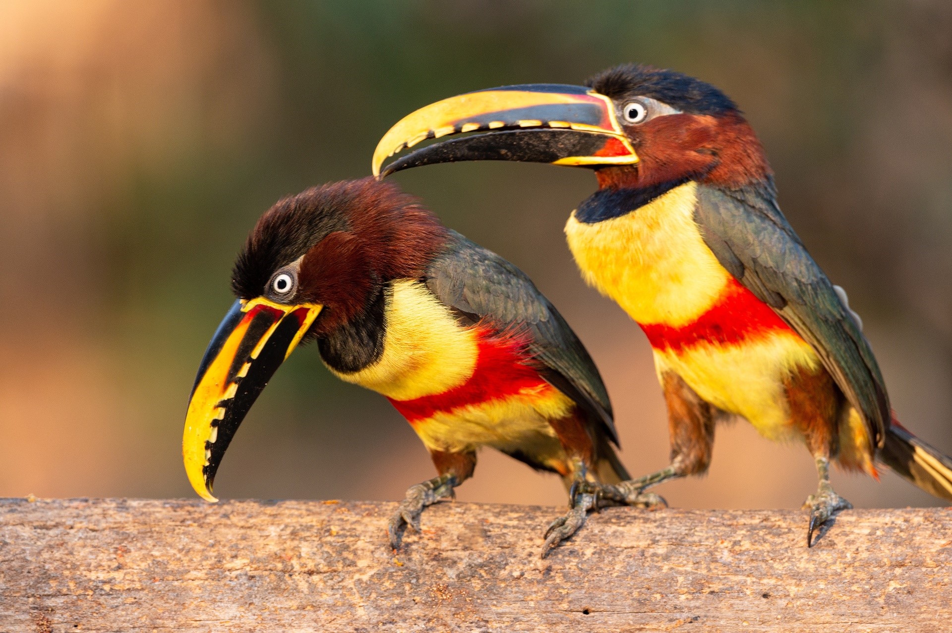 Two colorful Collared Aracari toucans perched on a branch HD Wallpaper