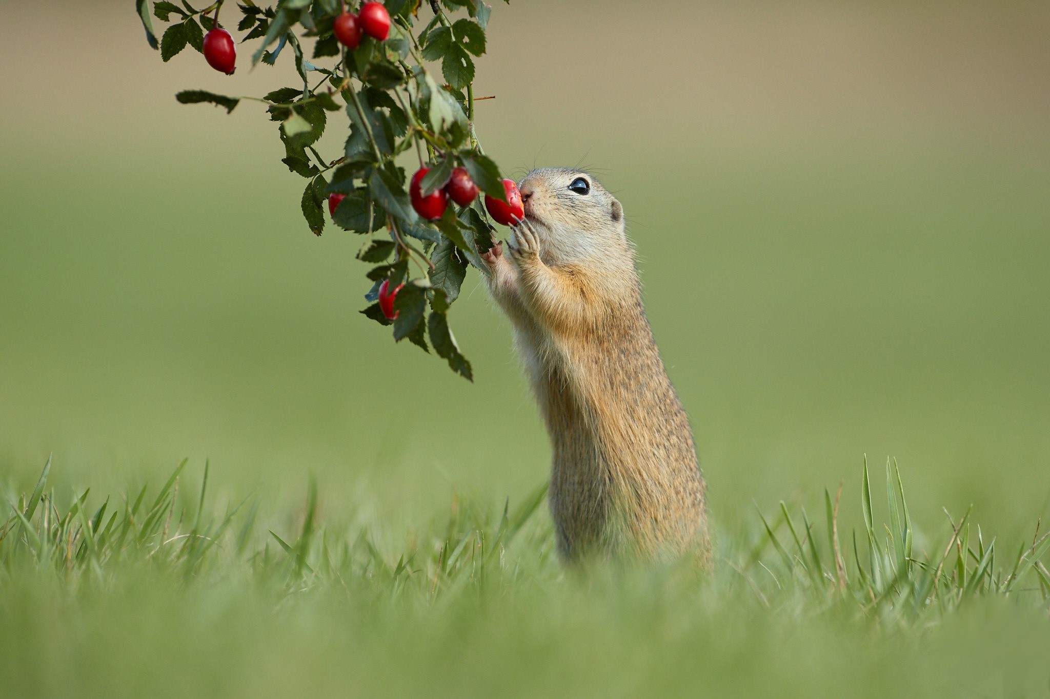Ground squirrel eating berries from a bush HD Wallpaper