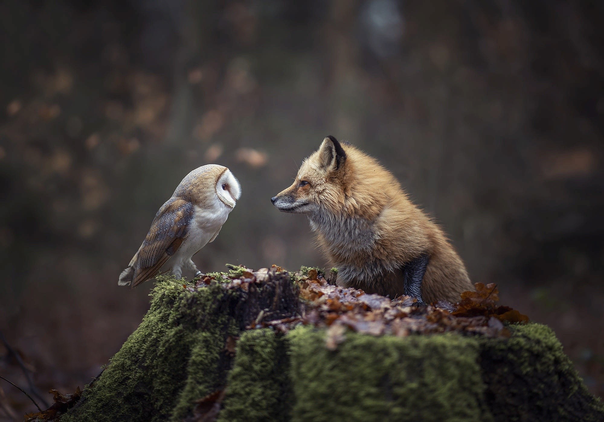 Barn owl and fox on a mossy stump in the forest HD Wallpaper