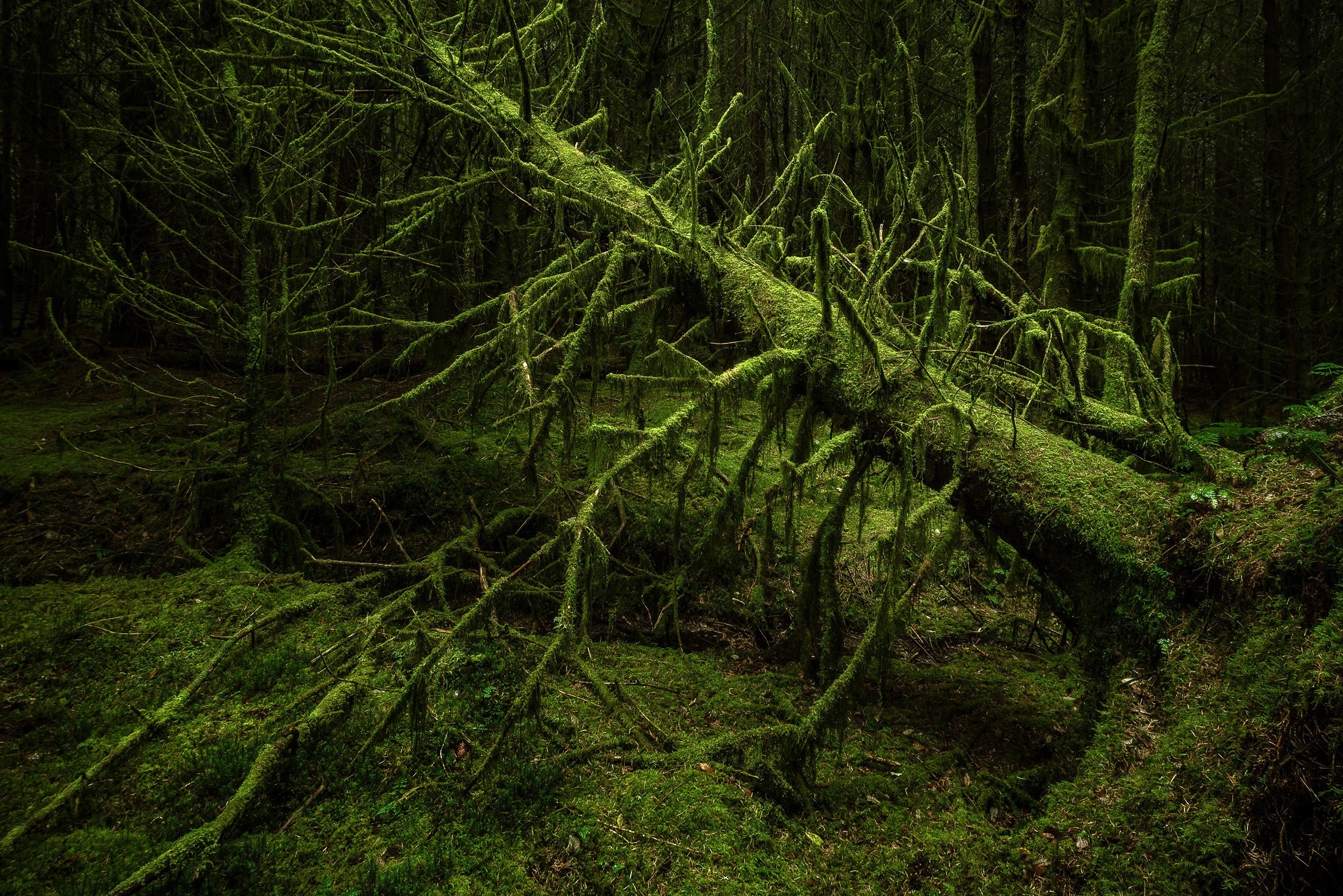 Moss-covered fallen tree in a dark forest HD Wallpaper