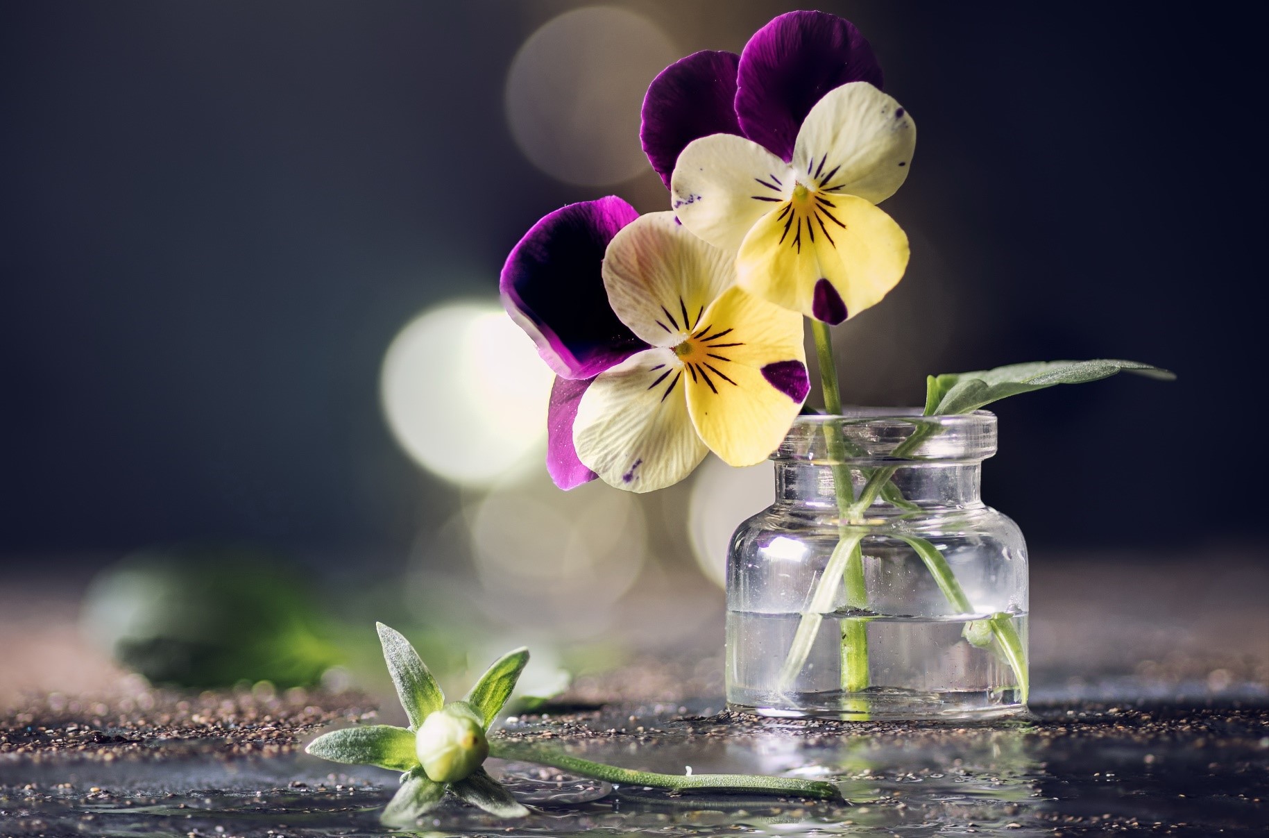 Pansies in a glass bottle with bokeh HD Wallpaper