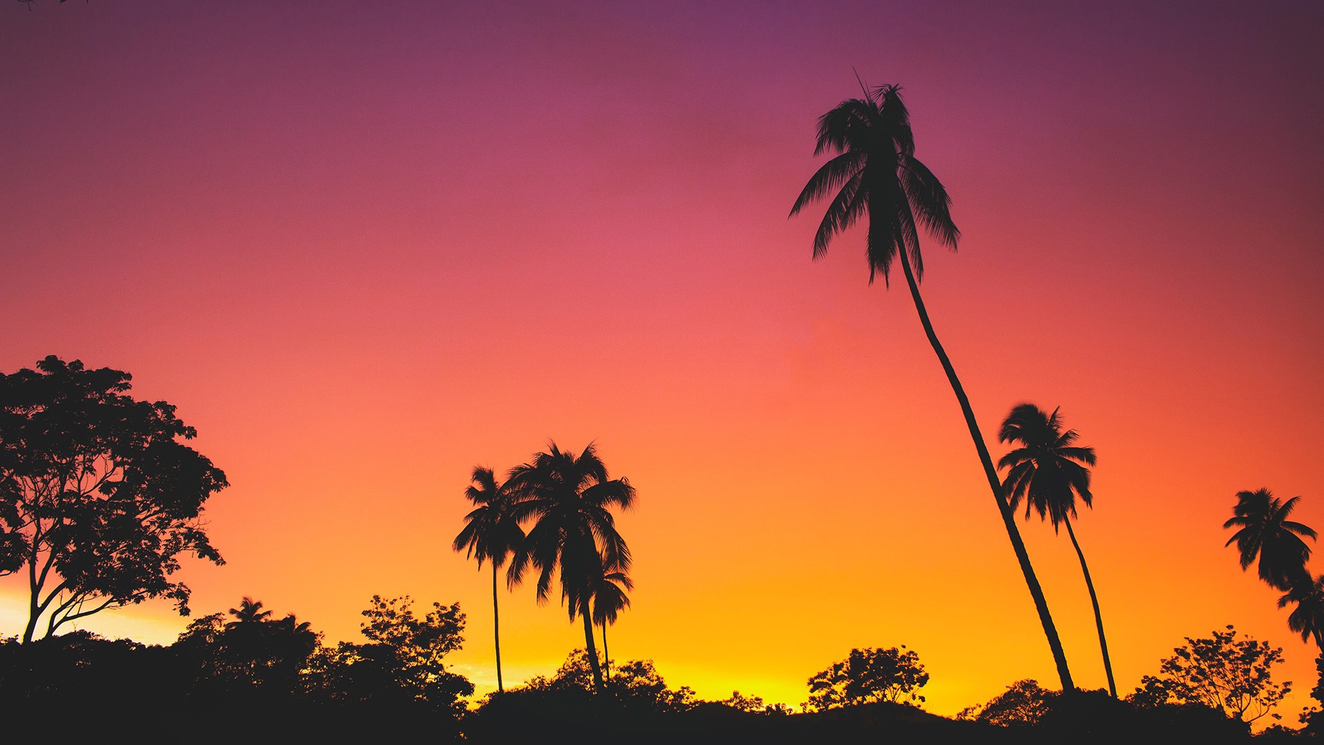 Palm trees silhouetted against a vibrant sunset sky HD Wallpaper