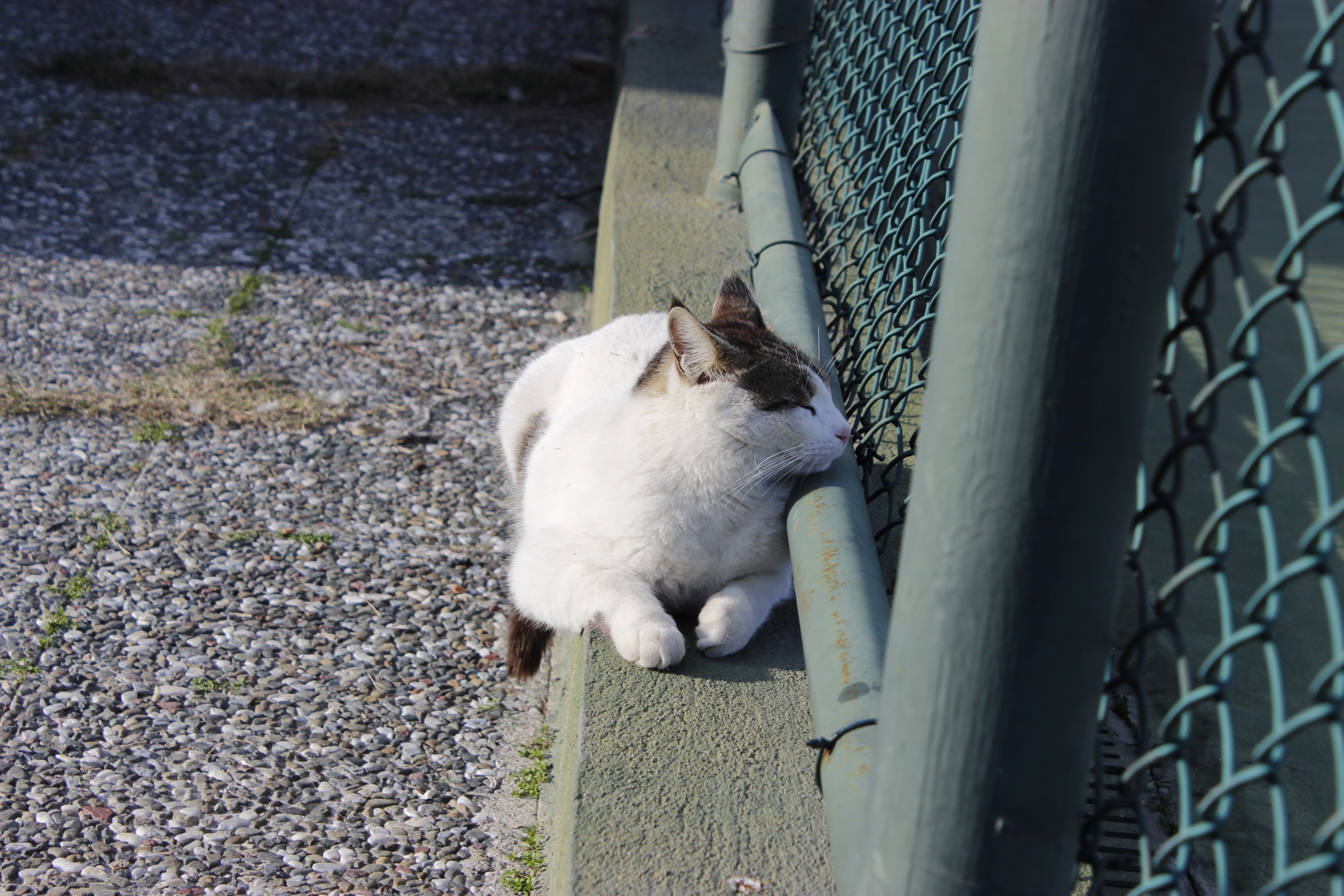 Cat resting by a fence HD Wallpaper