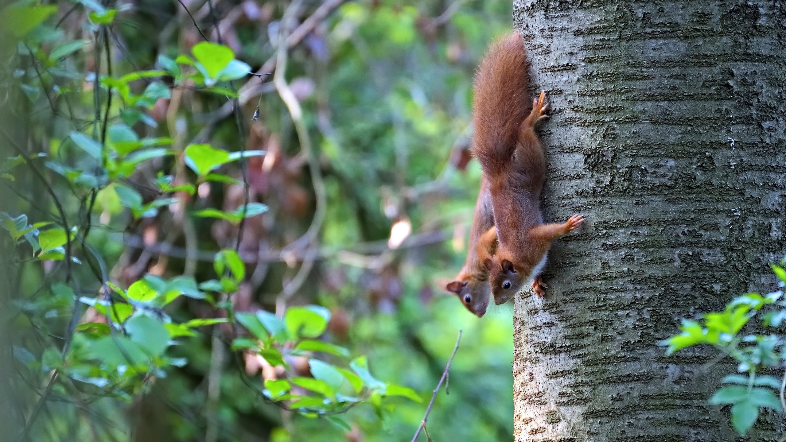 Two red squirrels climbing down a tree trunk HD Wallpaper