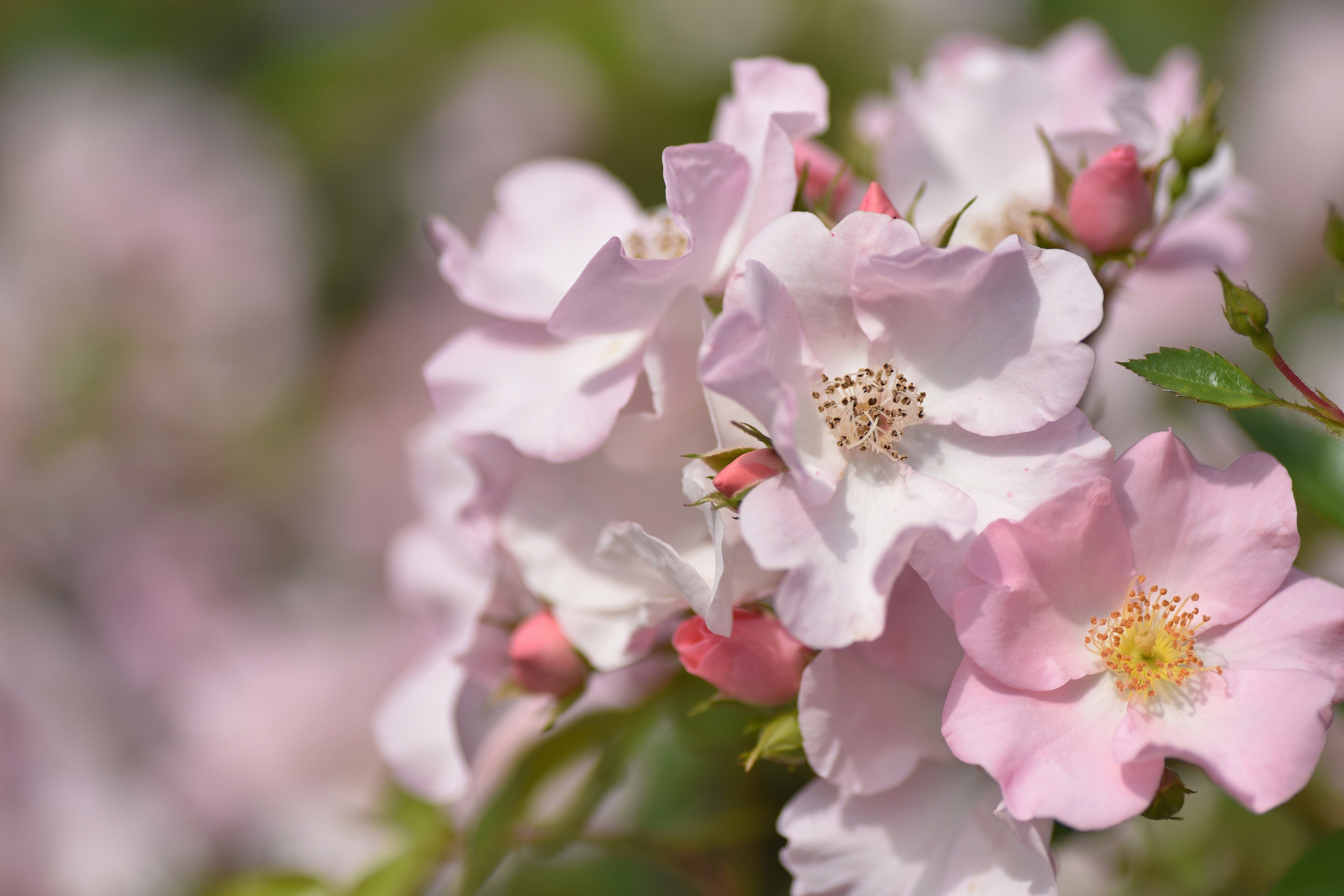Pink roses with buds and green leaves HD Wallpaper