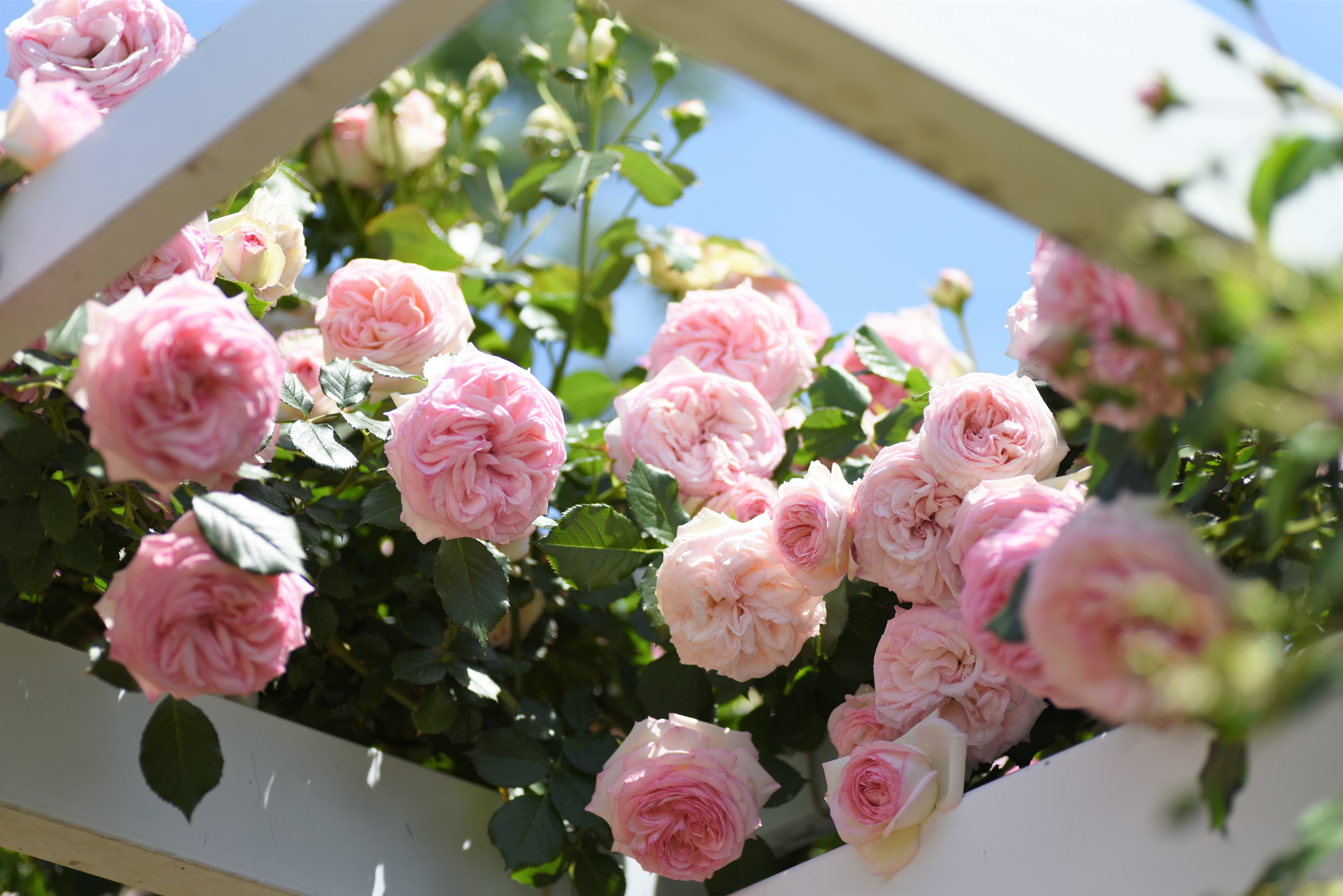 Pink roses on a white trellis HD Wallpaper