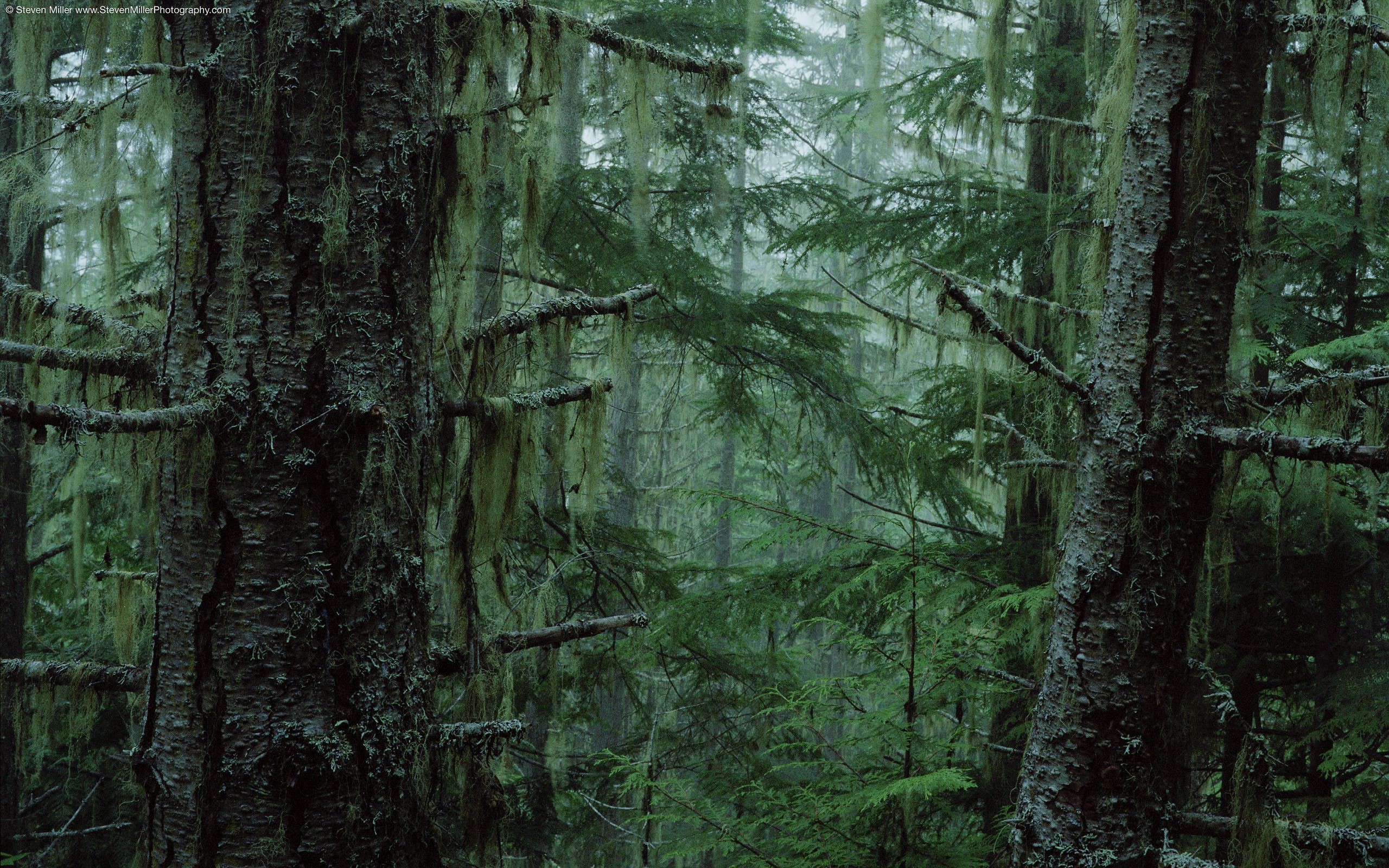 Moss-covered trees in a dense forest HD Wallpaper