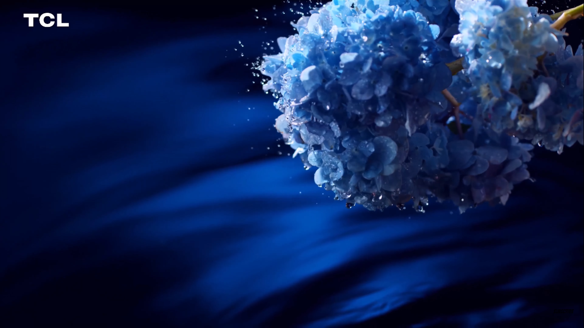 TCL logo with blue hydrangeas and water HD Wallpaper