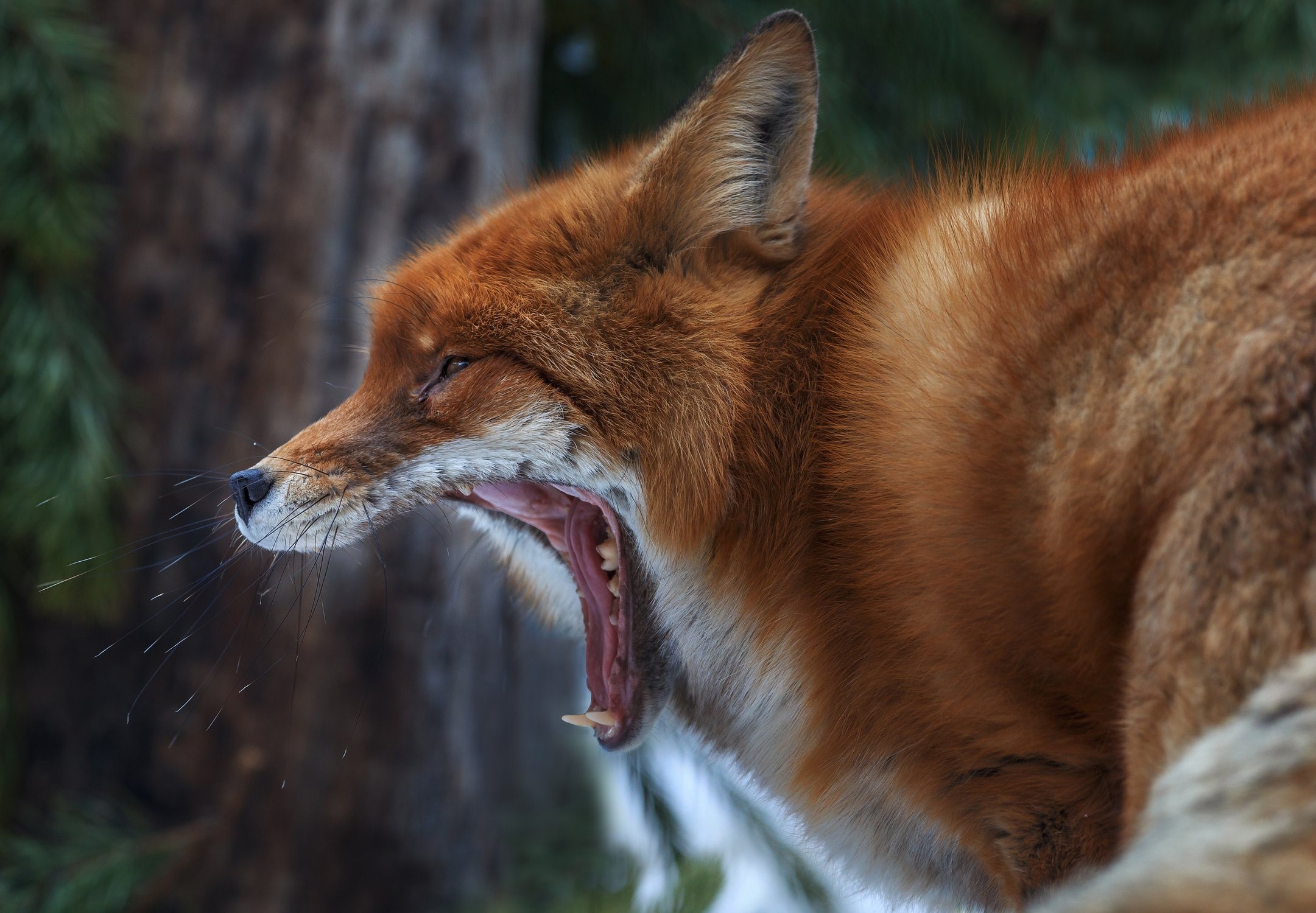 Red fox yawning in the snow HD Wallpaper