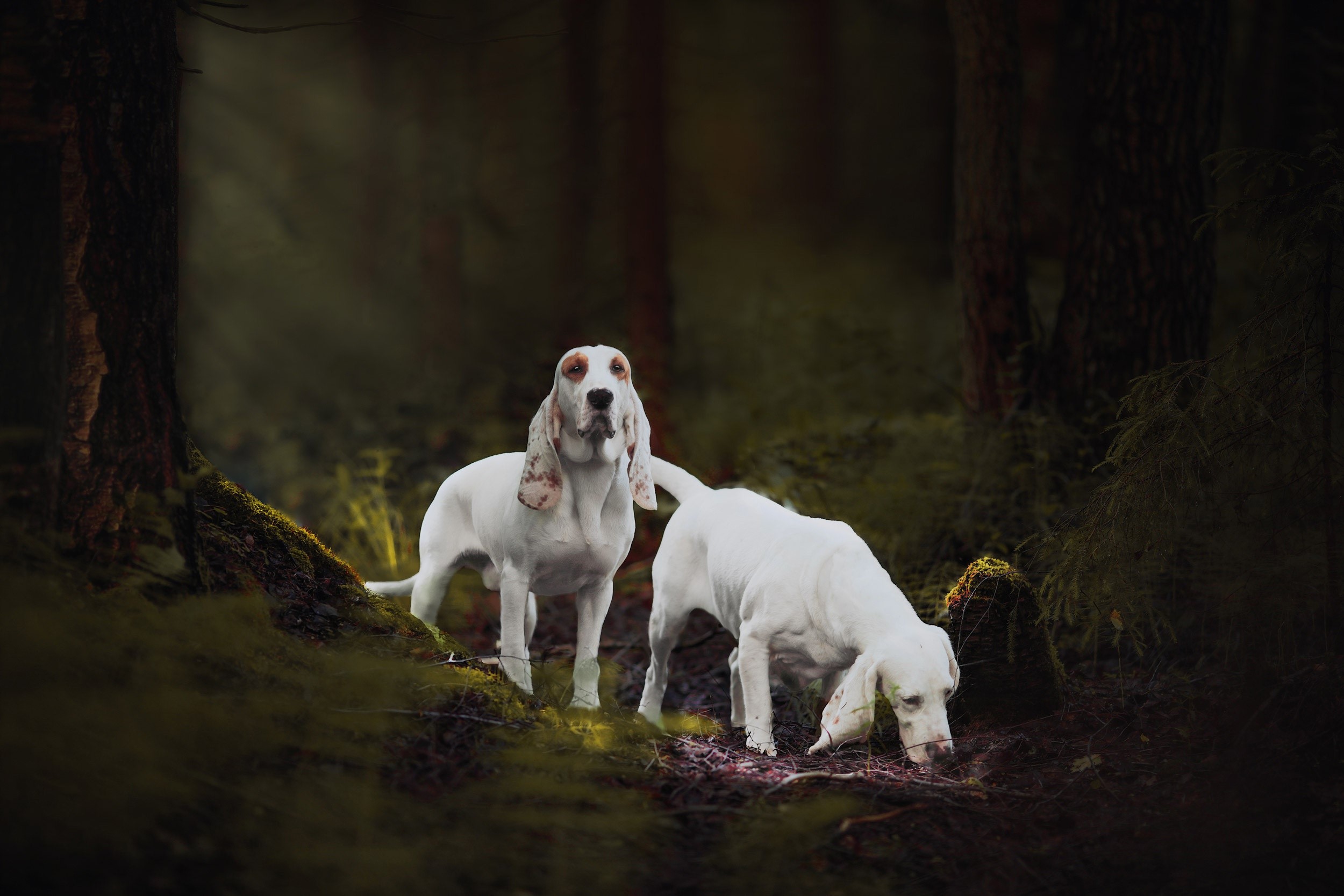 Two white dogs in a dark forest HD Wallpaper