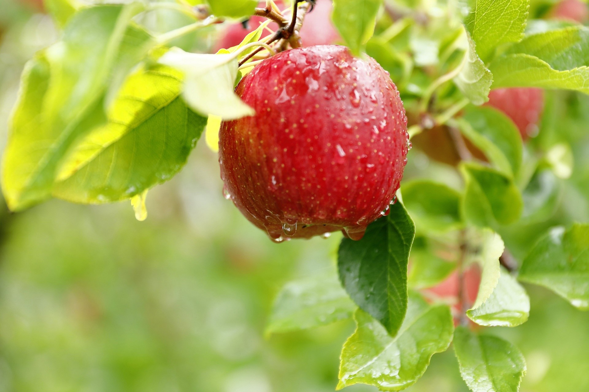 Red apple with water drops on a tree branch HD Wallpaper