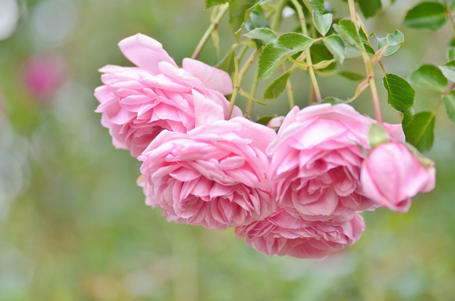 Close-up of pink roses with green leaves HD Wallpaper