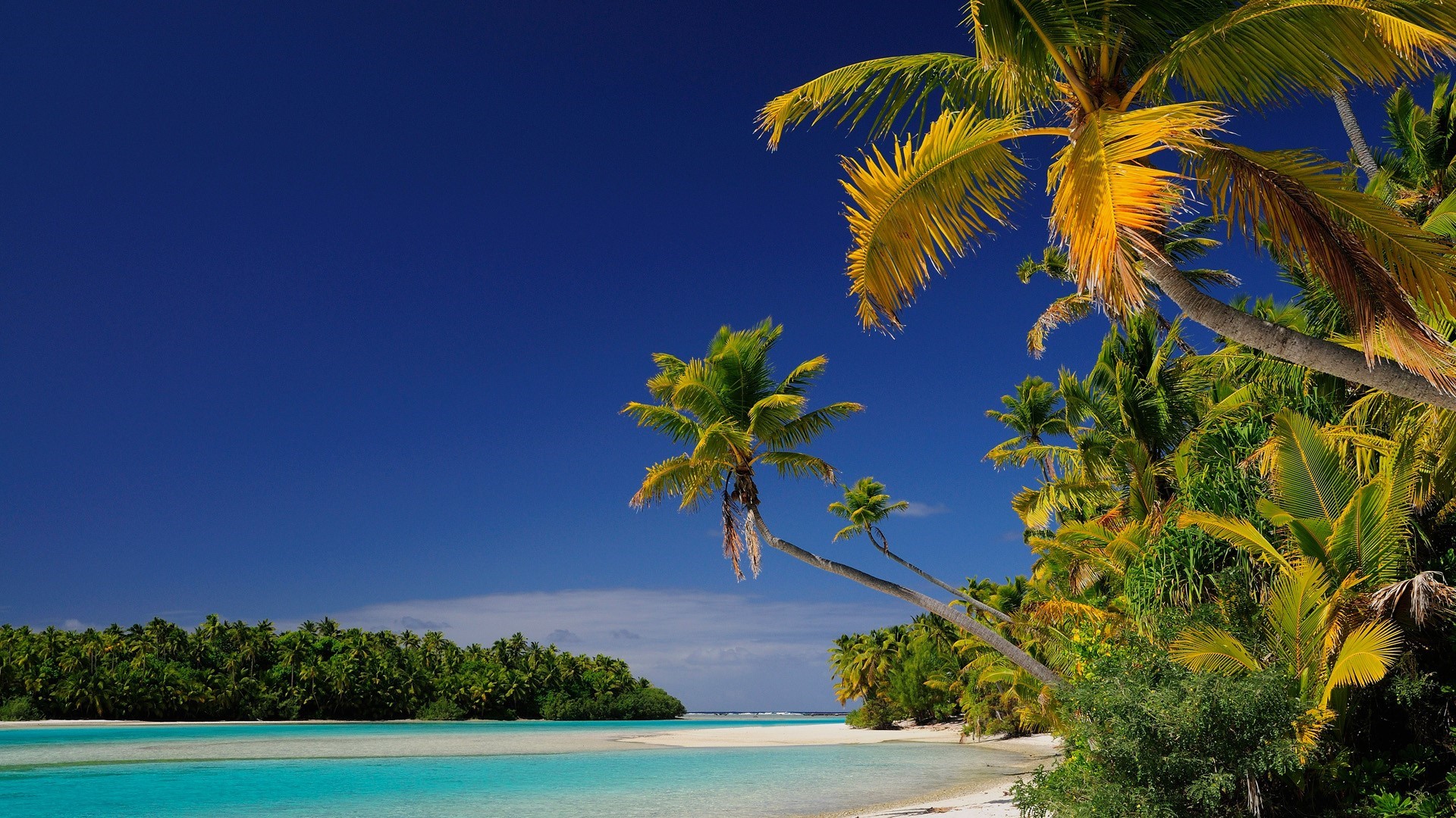 Tropical beach with palm trees and turquoise water HD Wallpaper
