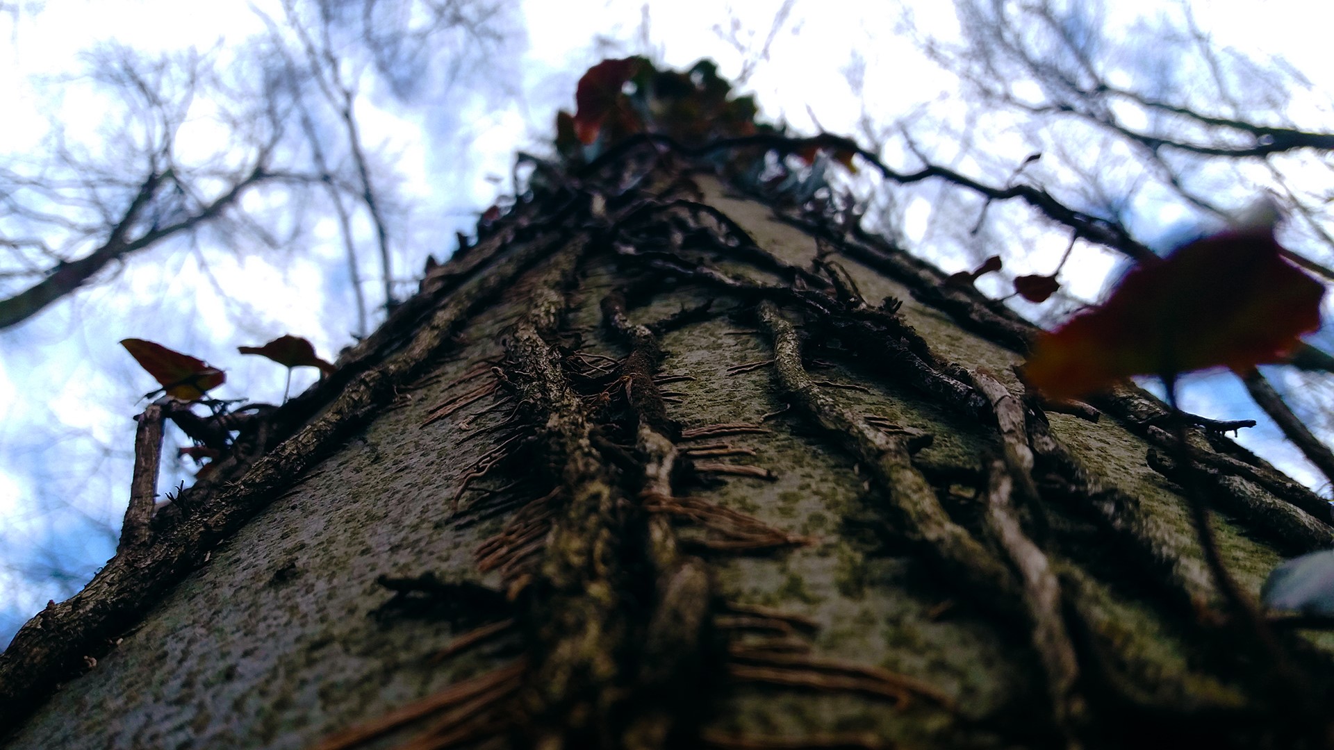 Tree trunk covered in ivy against a cloudy sky HD Wallpaper