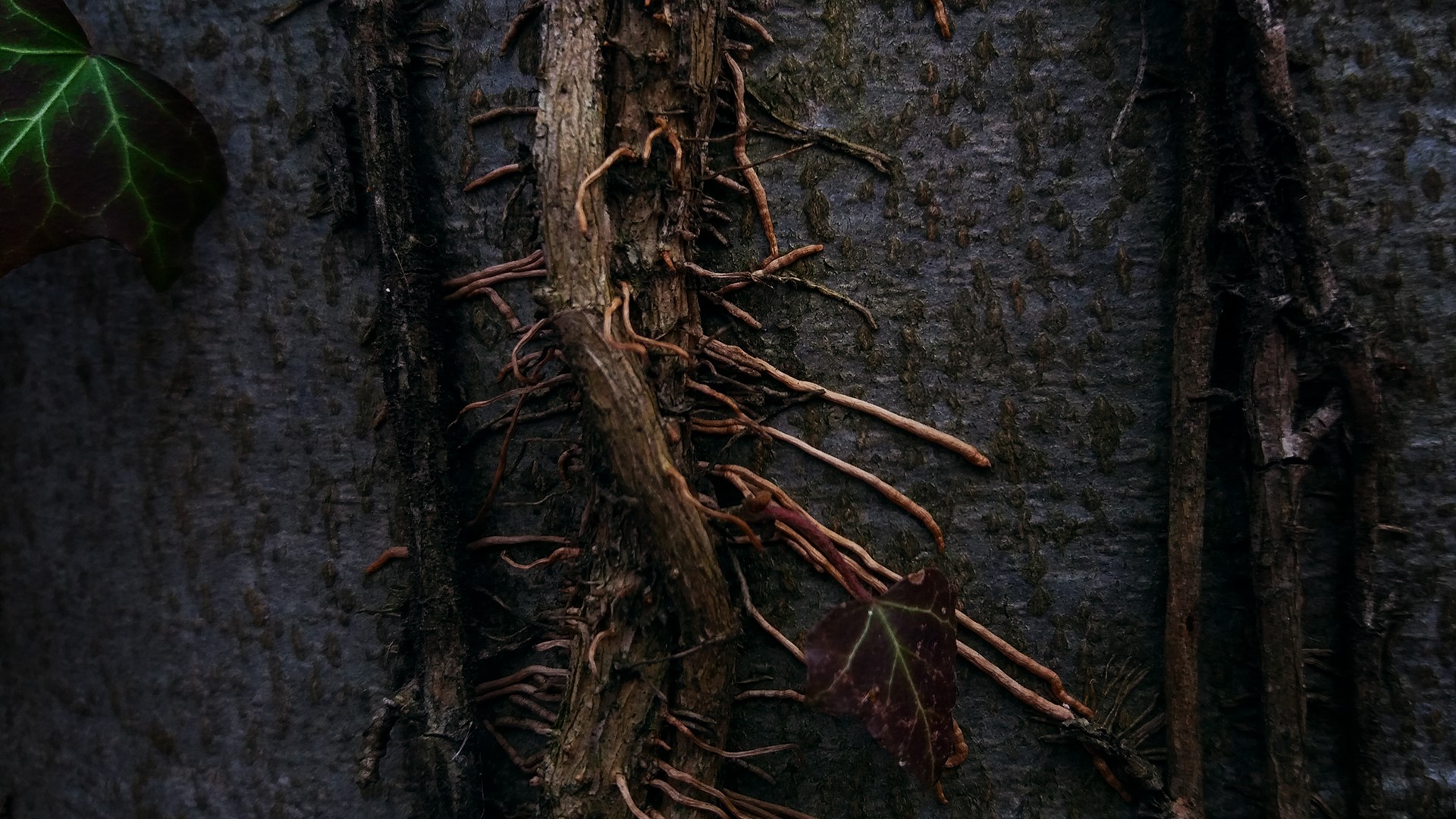 Ivy vines growing on a tree trunk HD Wallpaper