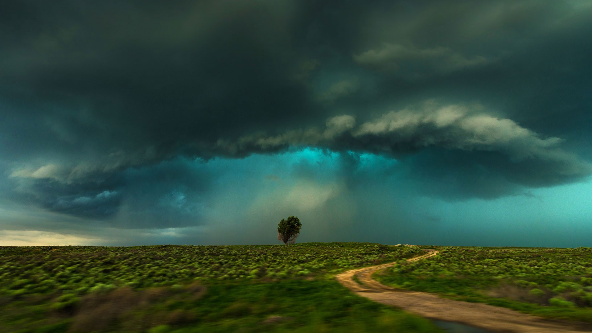 Storm clouds over a grassy field with a dirt road and a lone tree HD Wallpaper