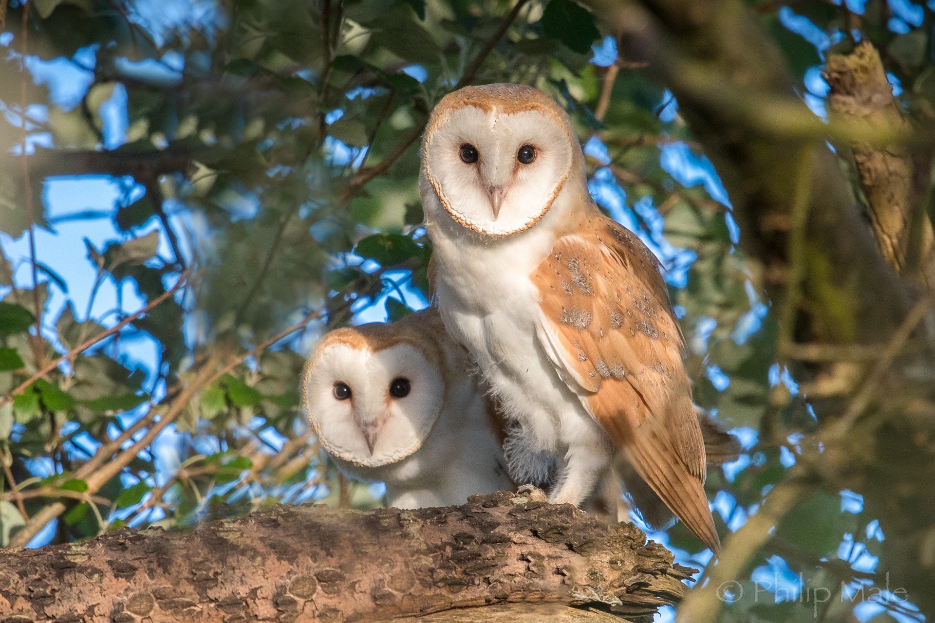 Two Barn Owls Perched on a Tree Branch HD Wallpaper