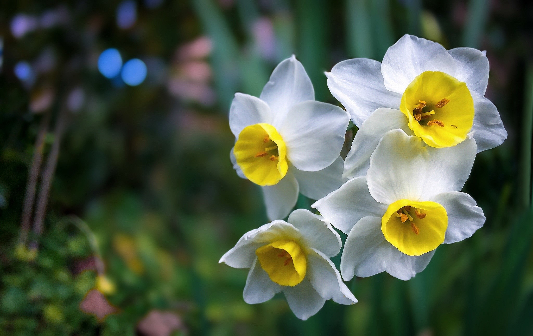 Close-up of white and yellow daffodils HD Wallpaper