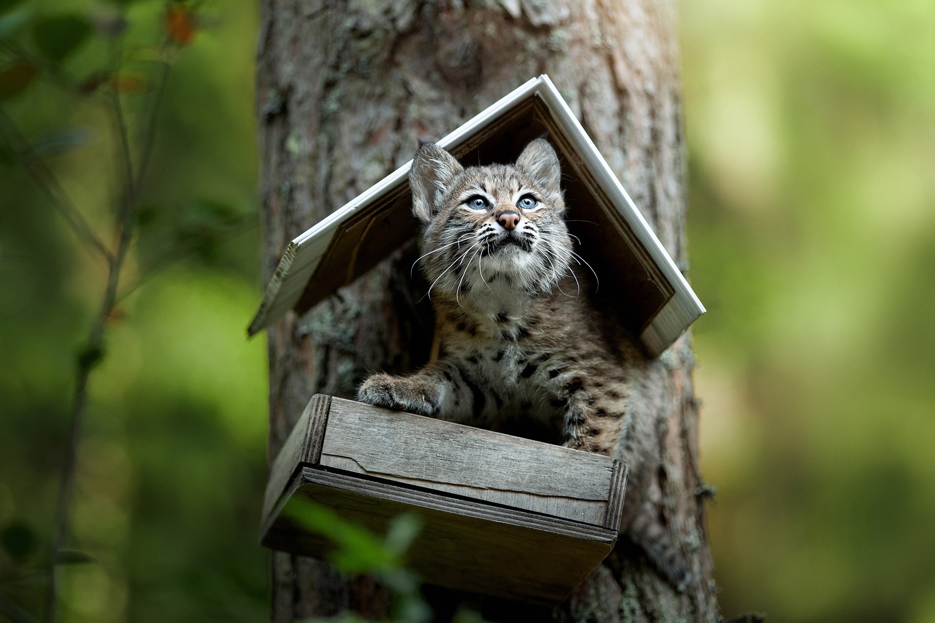 Bobcat kitten in a birdhouse on a tree HD Wallpaper