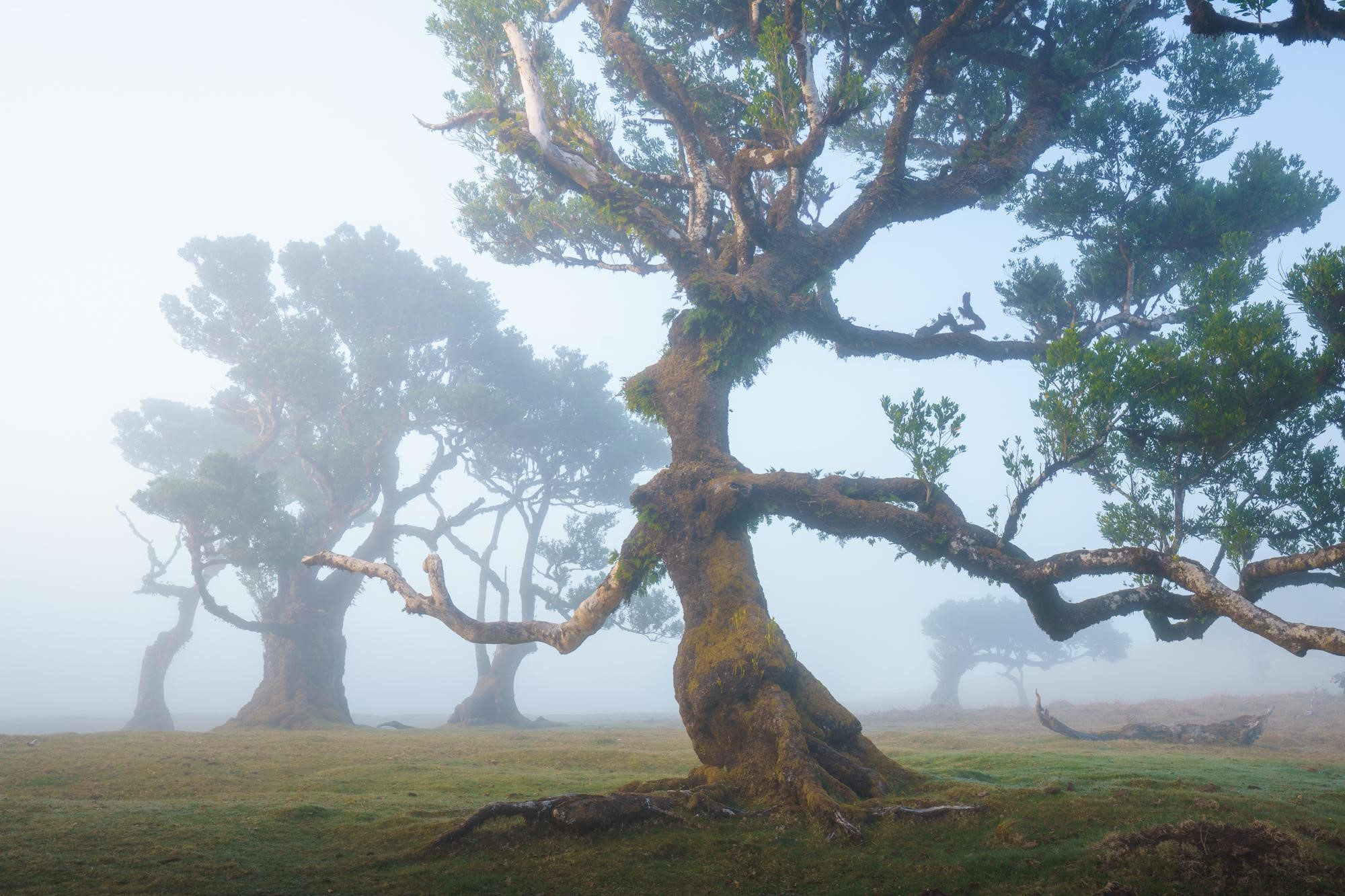Ancient moss-covered trees in a misty forest HD Wallpaper