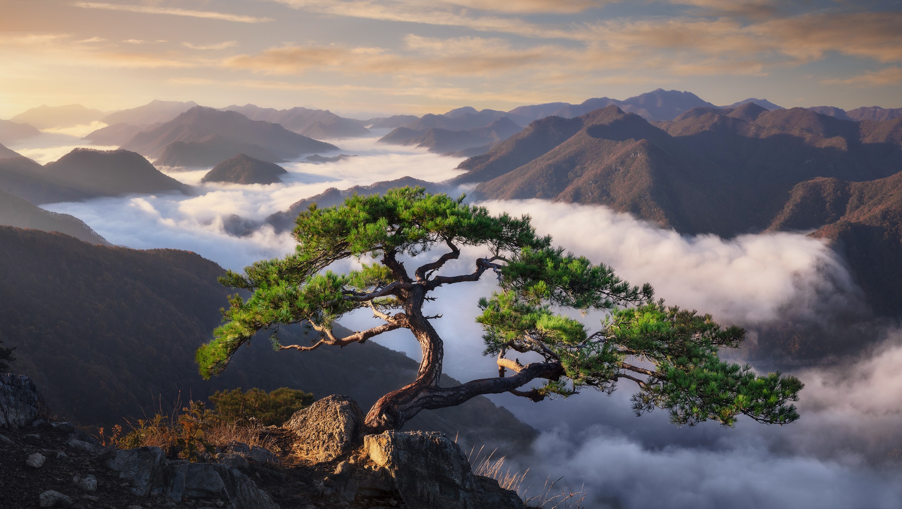 Pine tree on a mountain overlooking a sea of clouds HD Wallpaper